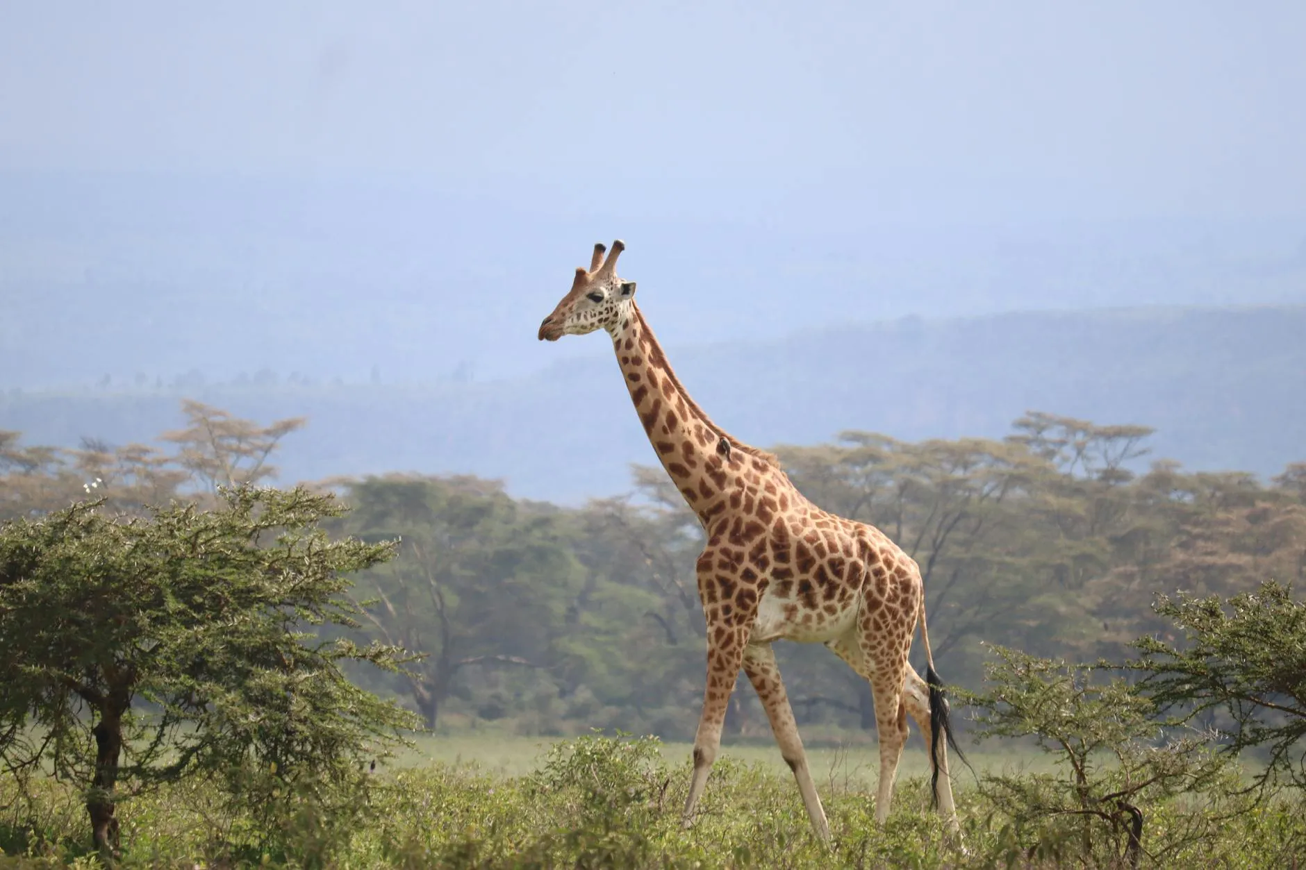 Nairobi, Kenya landmark in Nairobi, Kenya