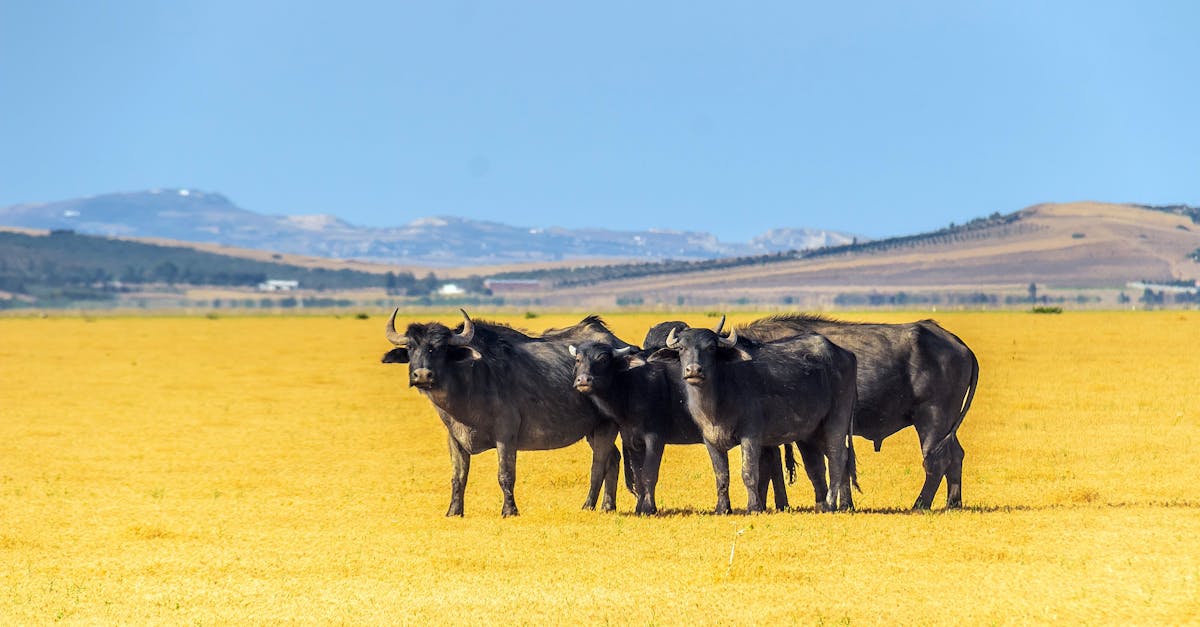 city skyline landmark in Buffalo, USA