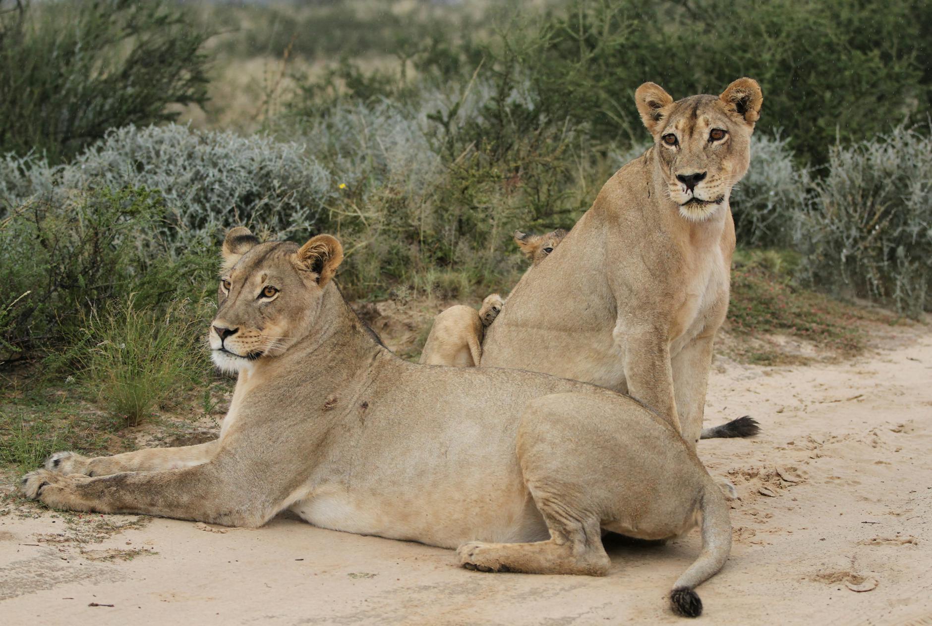 Johannesburg, South Africa landmark in Johannesburg, South Africa