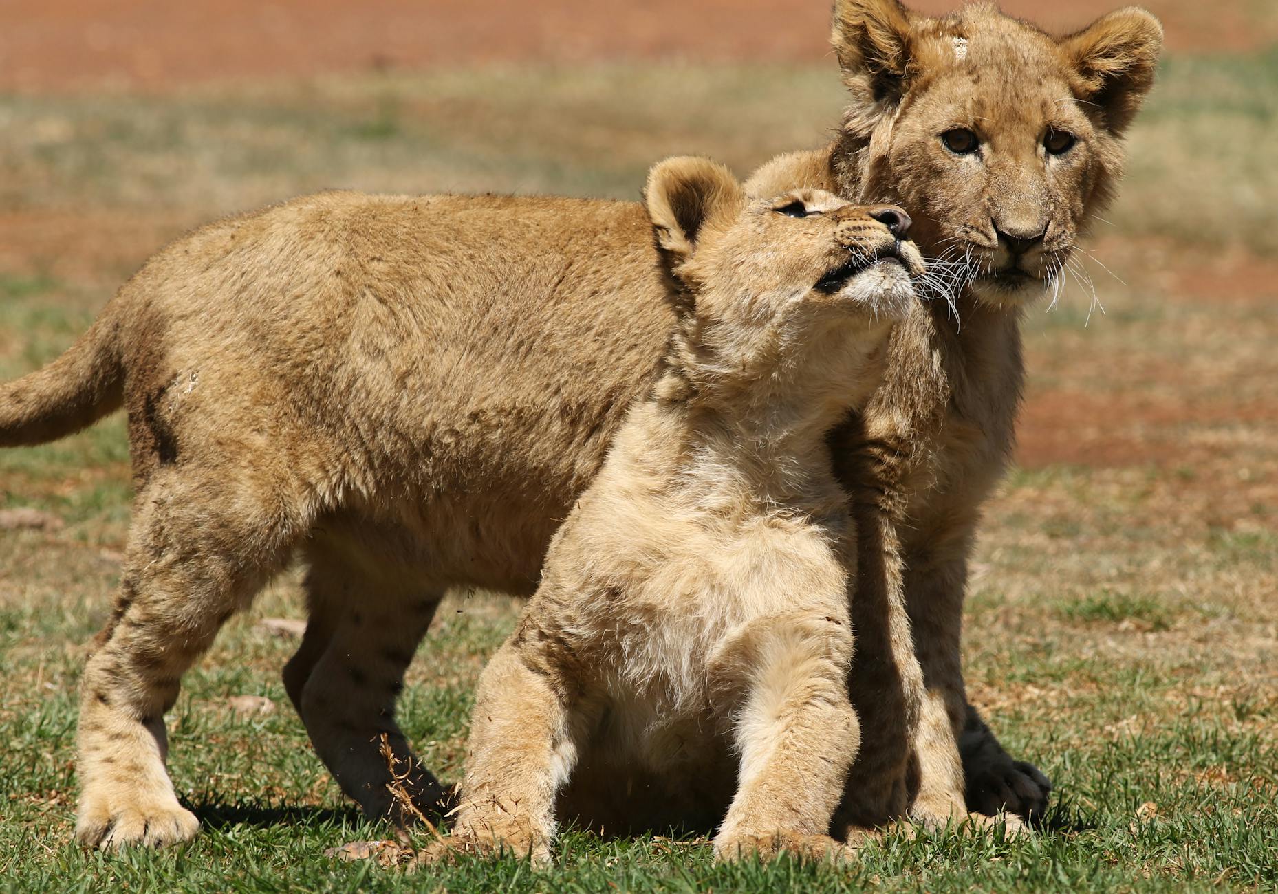 Johannesburg, South Africa landmark in Johannesburg, South Africa