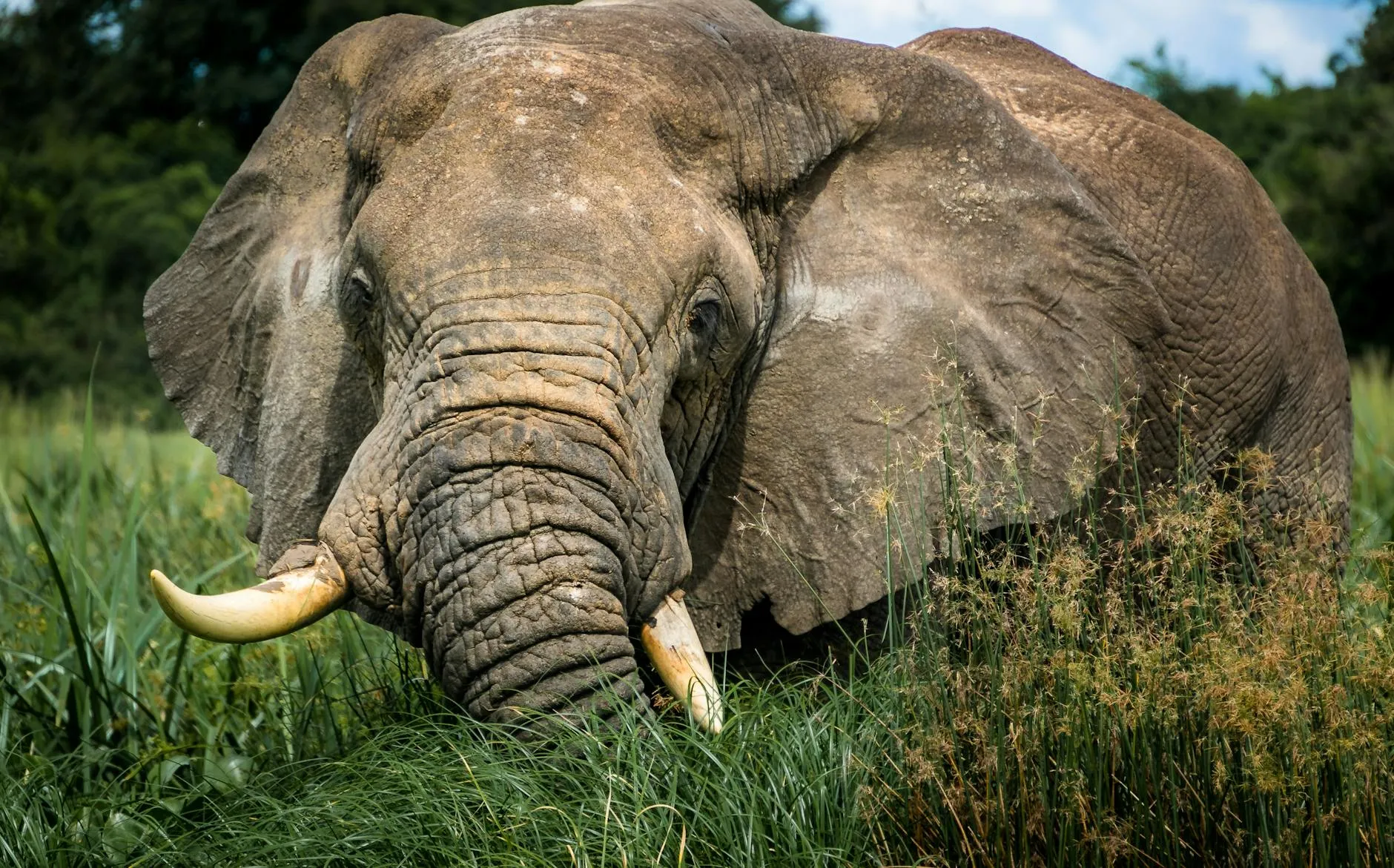 An African elephant grazing in long grass, Uganda