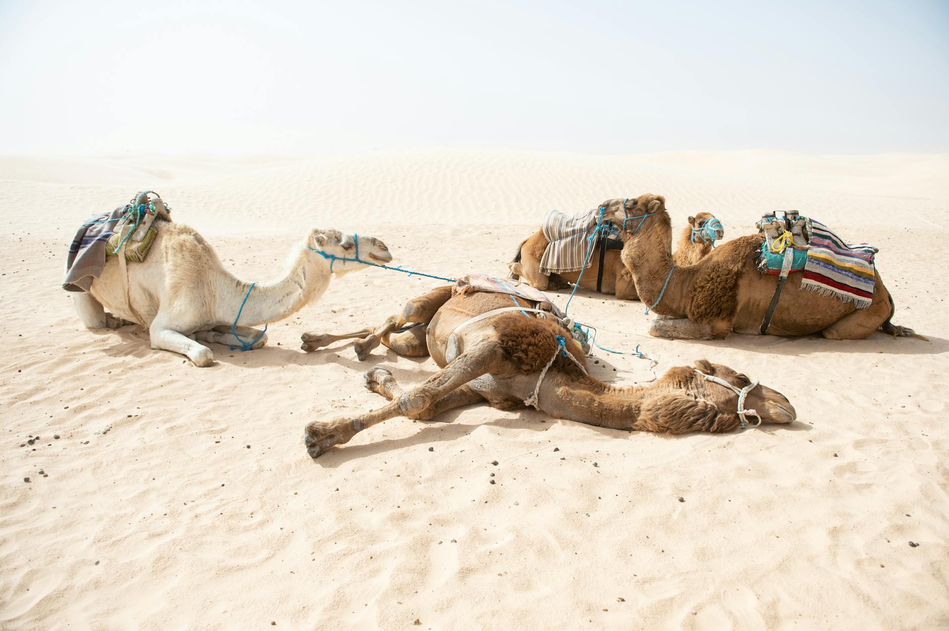 Tunis, Tunisia landmark in Tunis, Tunisia