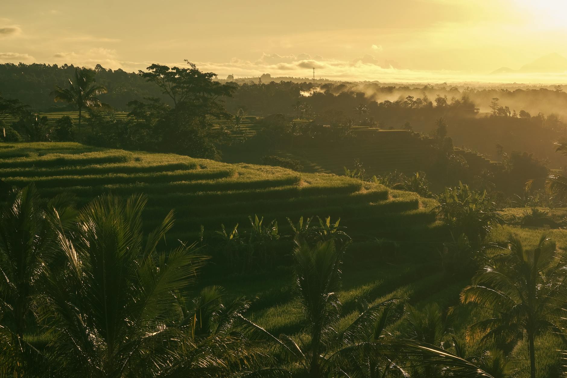 Bali — Scenic view of Bali rice terraces bathed in golden sunrise light.