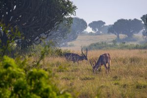 Stuttgart to Entebbe, Uganda from €562