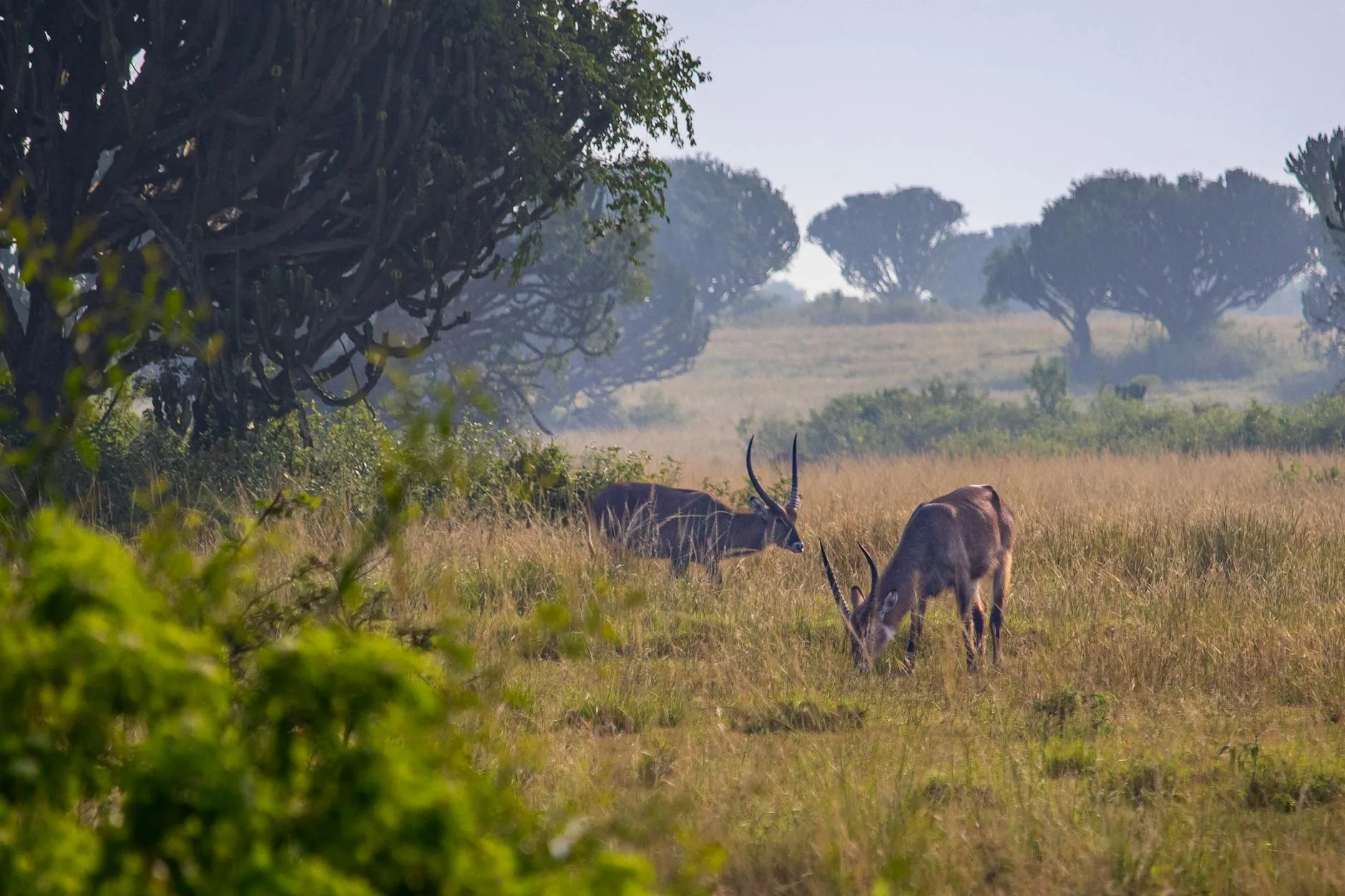 Waterbuck antelope grazing on the savanna under euphorbia candelabra trees near Entebbe, Uganda