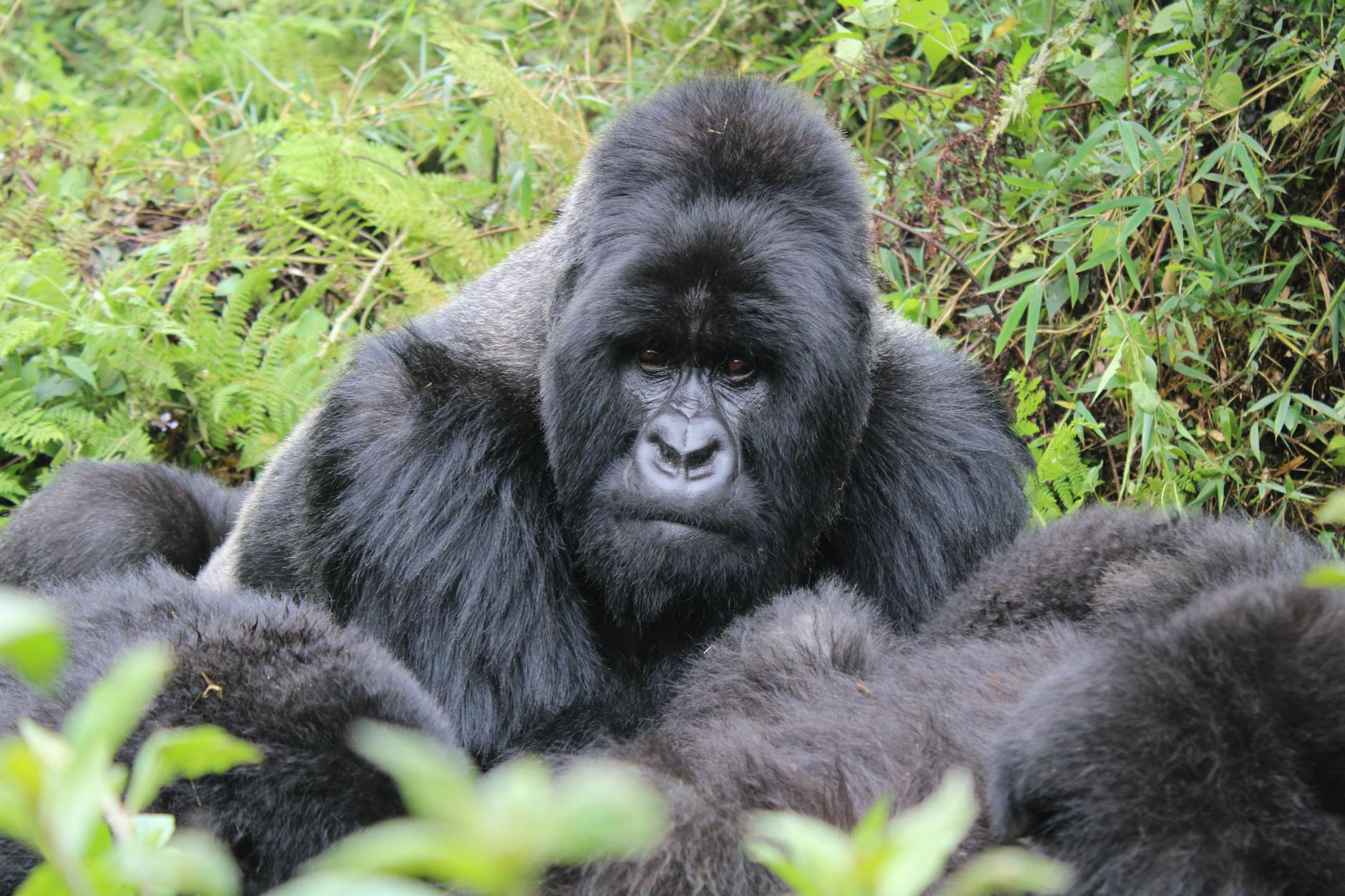 Kigali, Rwanda landmark in Kigali, Rwanda