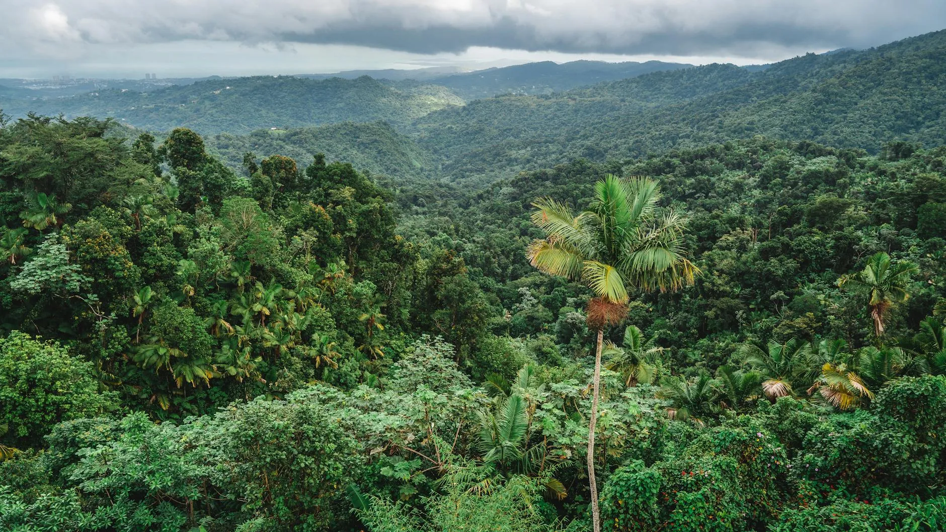 Lush tropical rainforest with palm tree and mountain range