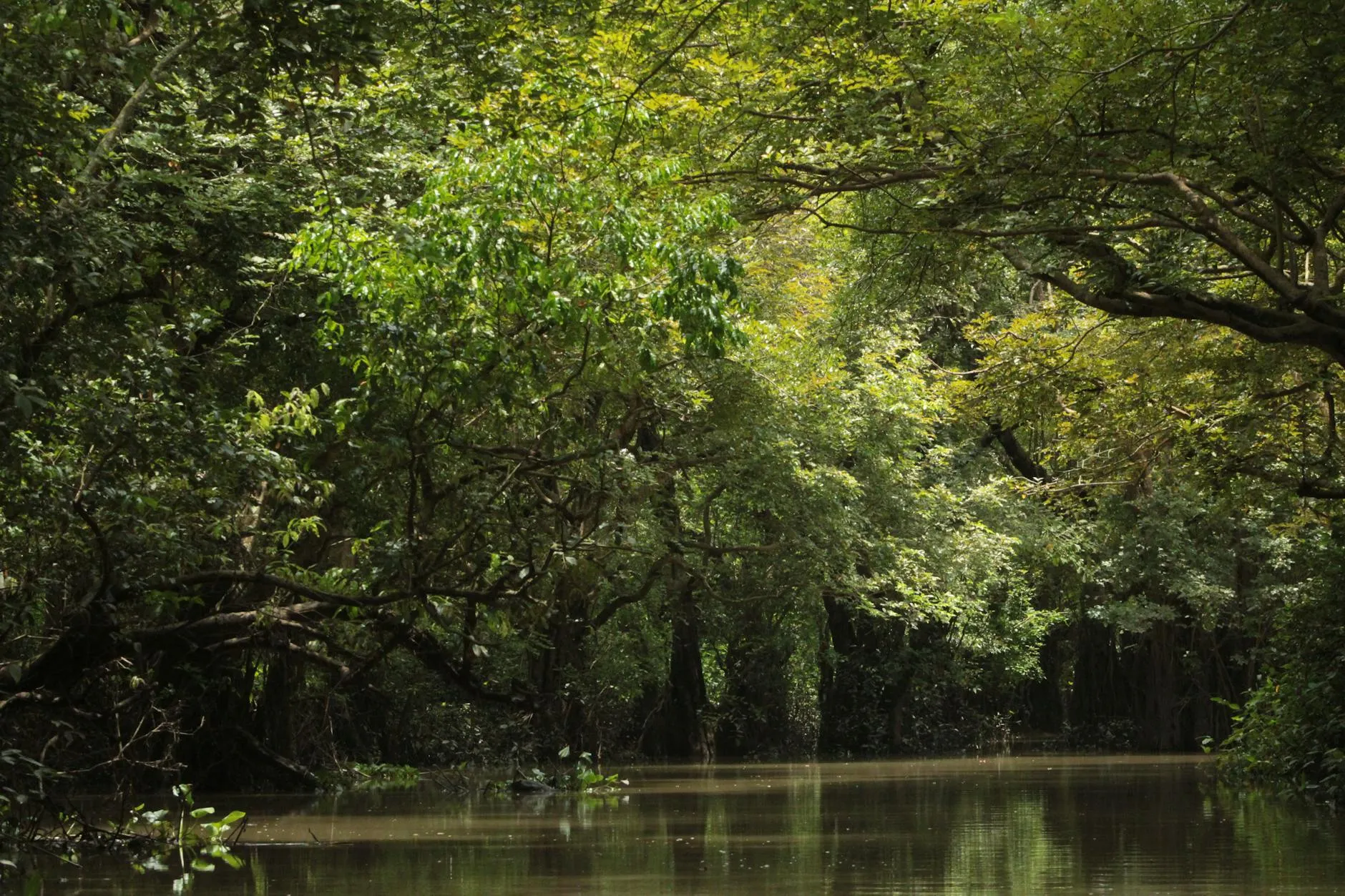 Calm jungle river surrounded by dense, lush green foliage during the daytime.