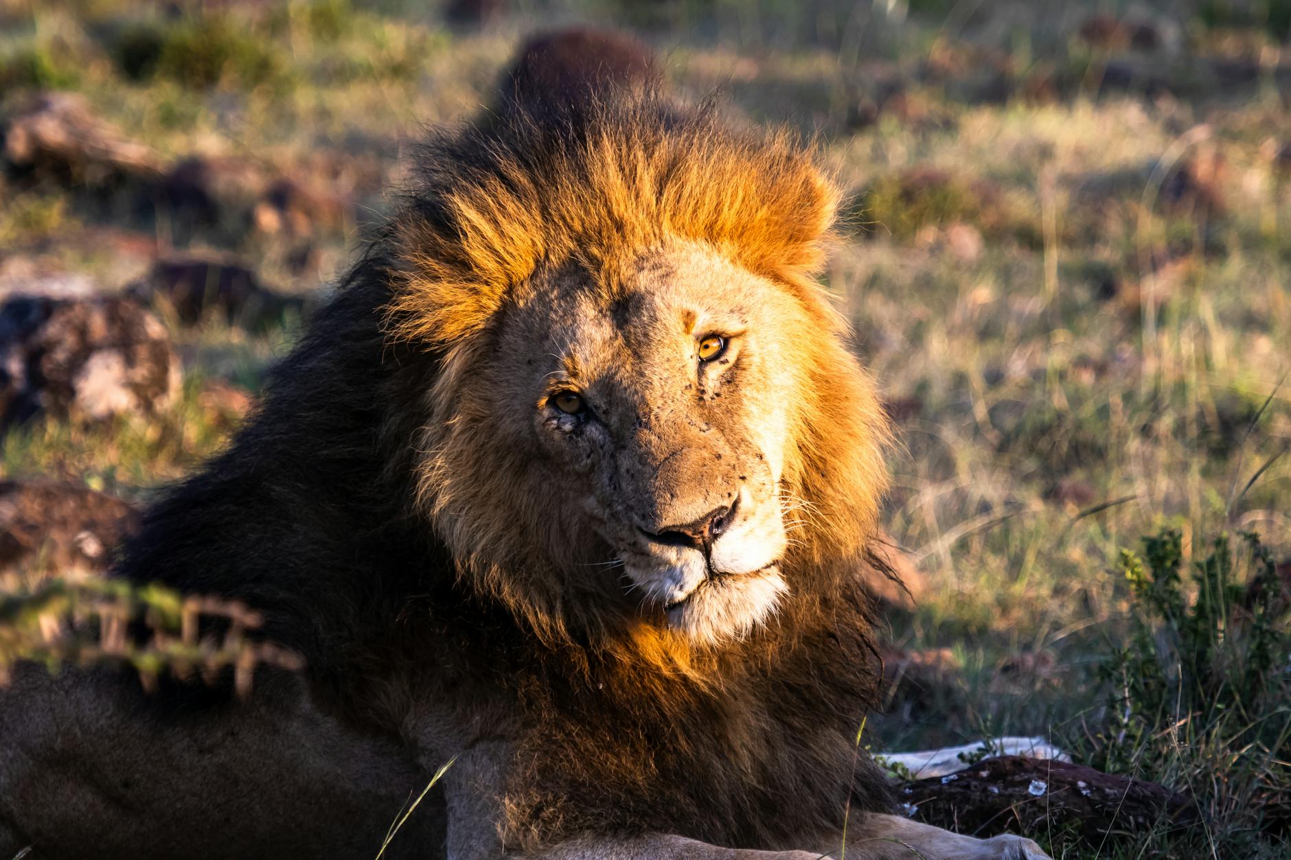 Close-up of a majestic African lion resting in the grasslands of Kenya at sunset.