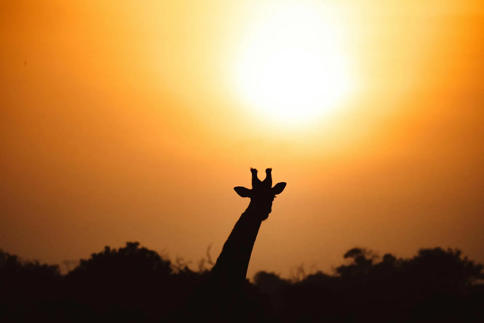 Silhouette of a giraffe against a vibrant sunrise in the African savanna, showcasing its iconic long neck.
