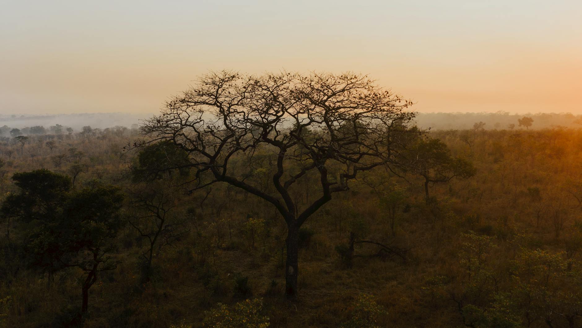 Stunning sunrise in the African savanna, showcasing a lone leafless tree and warm hues.