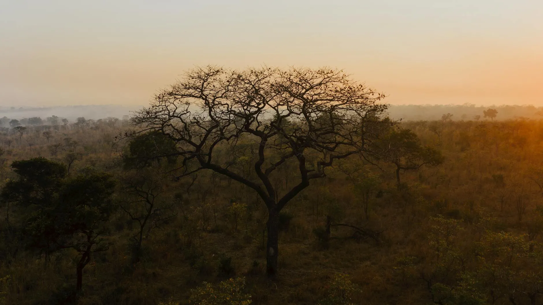 Stunning sunrise in the African savanna, showcasing a lone leafless tree and warm hues.