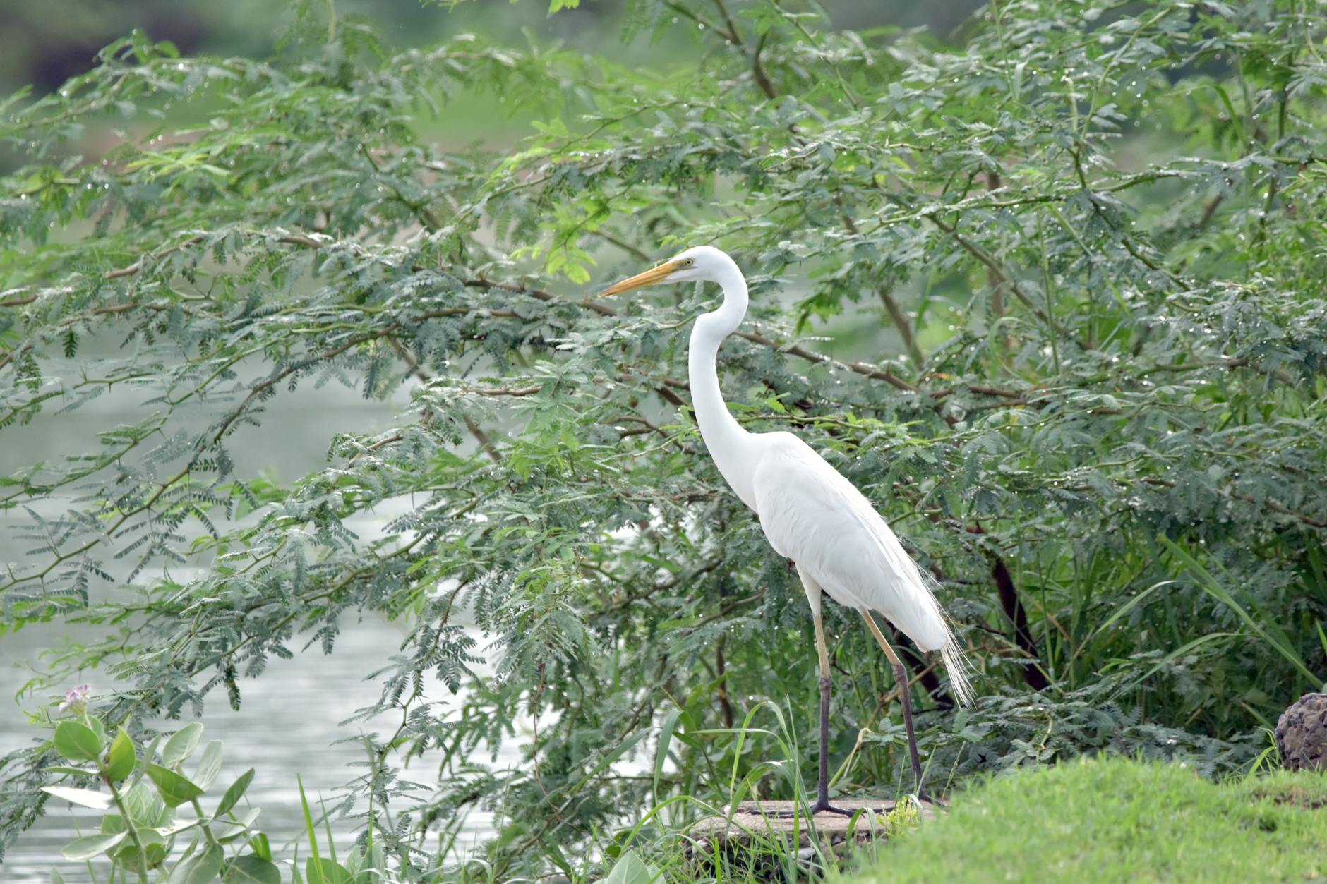 A graceful Eastern Great Egret stands by the water in lush greenery, showcasing its elegant white plumage.