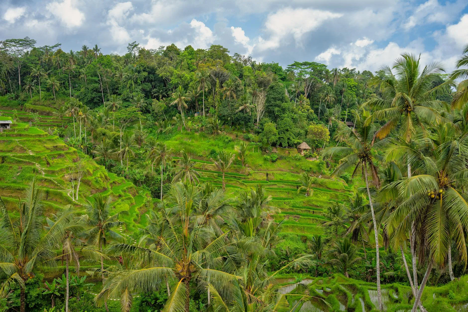 Explore the vibrant green rice terraces of Bali with palm trees under a bright sky.