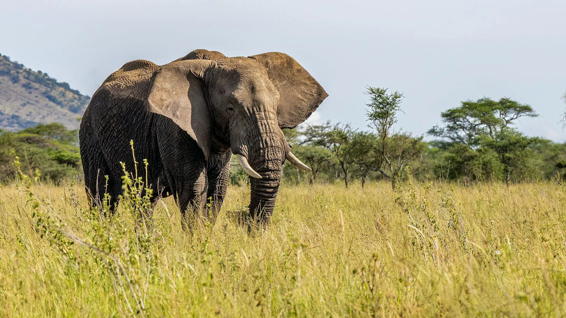 Central African Republic — African elephant standing tall in the lush savanna, a stunning wildlife scene.