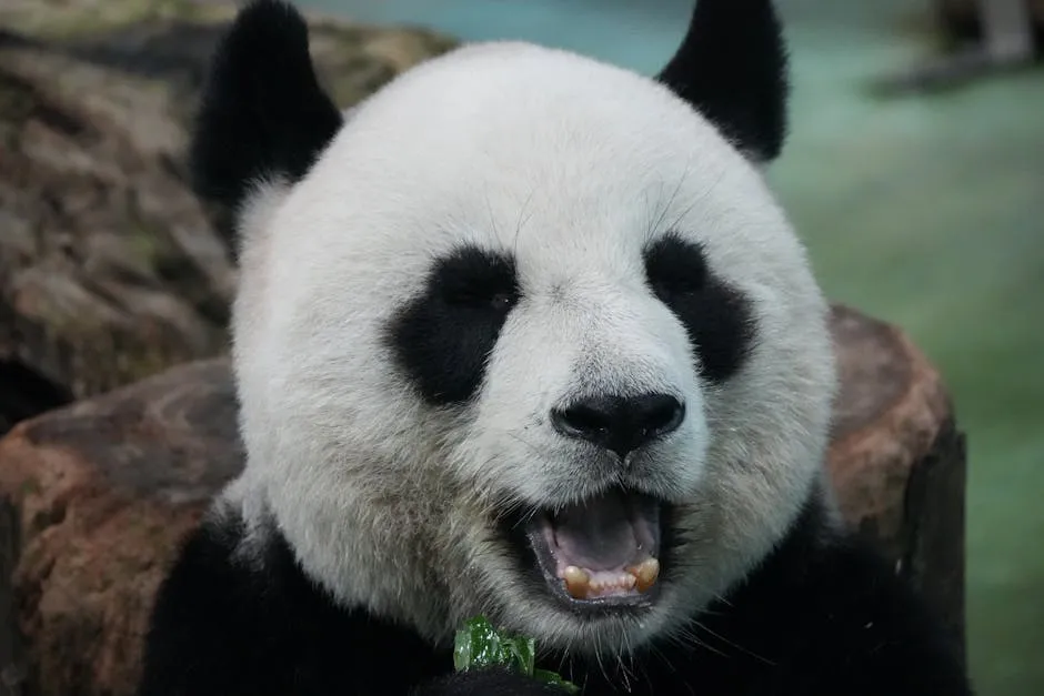 A delightful close-up shot of a giant panda munching on bamboo with a joyful expression.