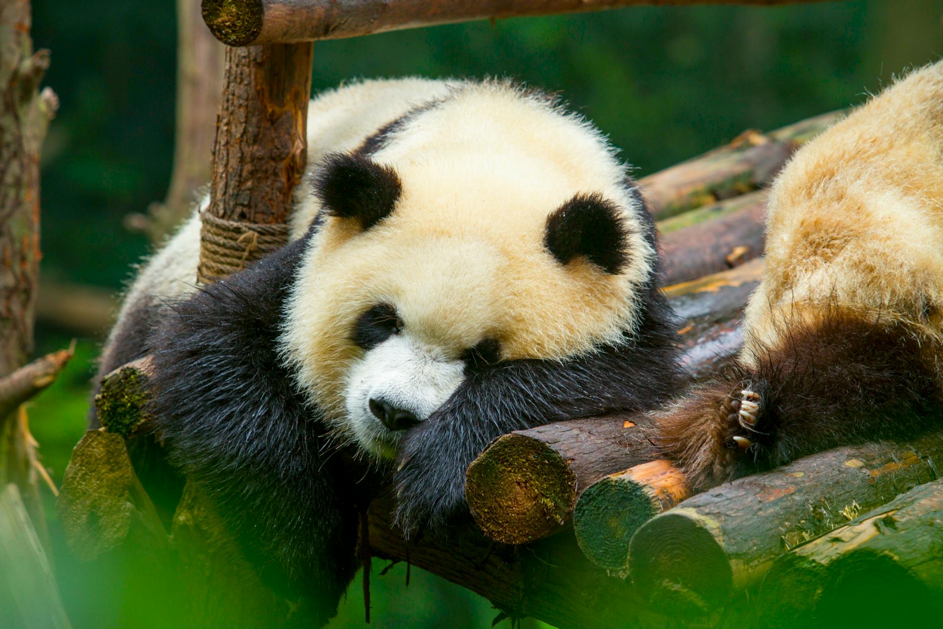 Chengdu Sichuan China — Charming giant panda relaxing on wooden logs at the Chengdu Zoo, Sichuan, China.