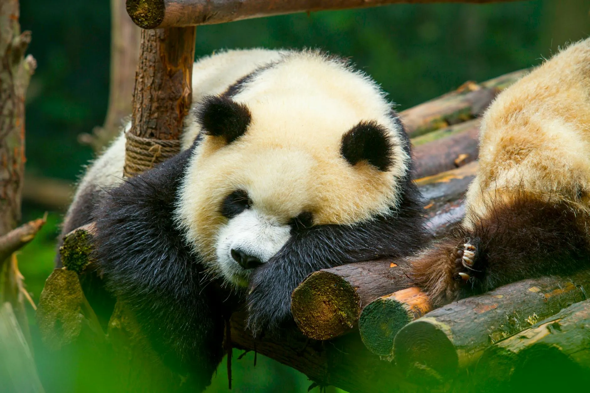 Chengdu Sichuan China — Charming giant panda relaxing on wooden logs at the Chengdu Zoo, Sichuan, China.