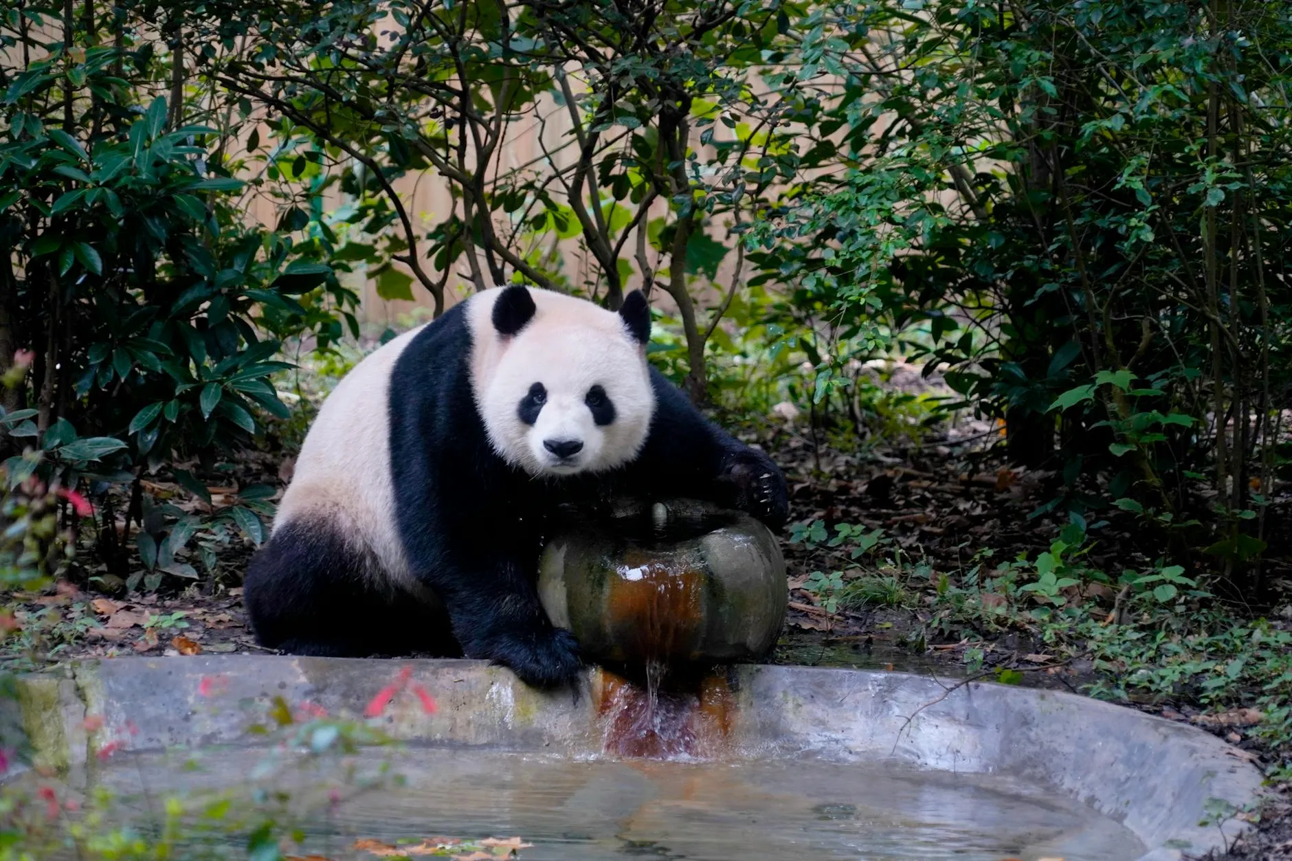 Chengdu, Sichuan, China — giant panda / Wuhou Shrine / Jinli ancient street