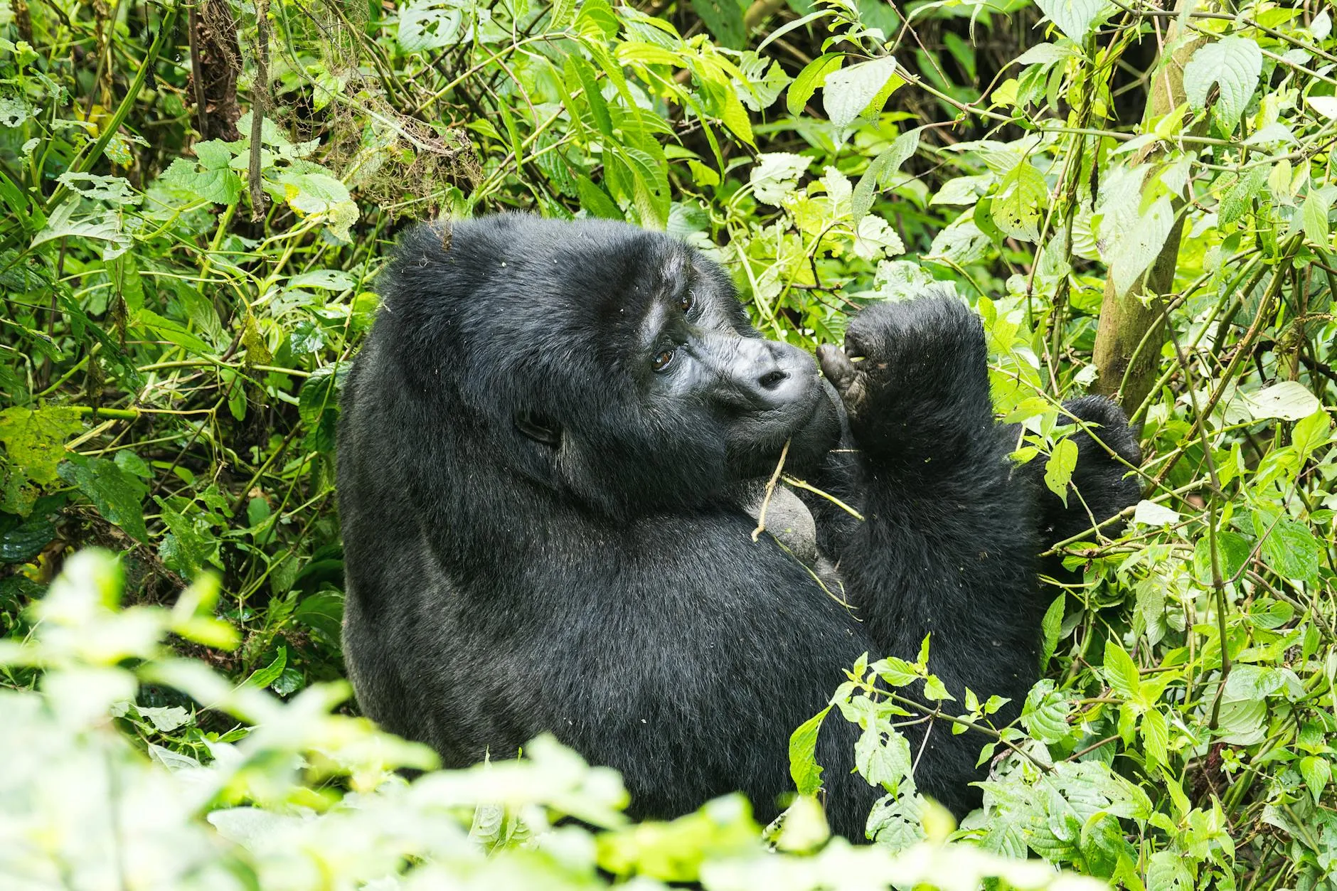 A majestic mountain gorilla surrounded by dense, green foliage in its natural habitat.