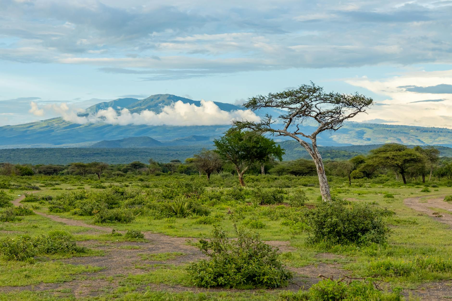 Katanga plateau savanna