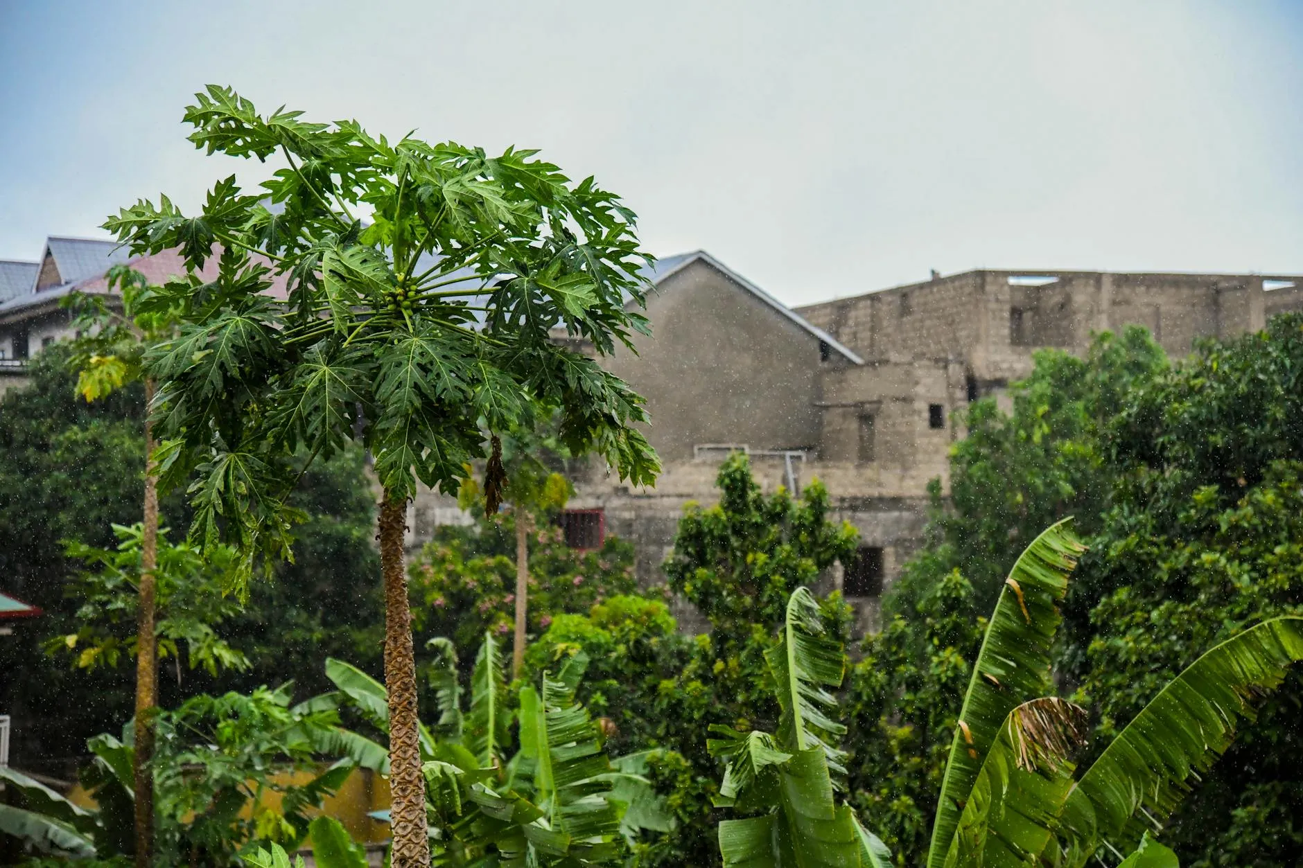 Kinshasa Congo — Lush green papaya trees and urban buildings in Kinshasa, Congo amidst rain.