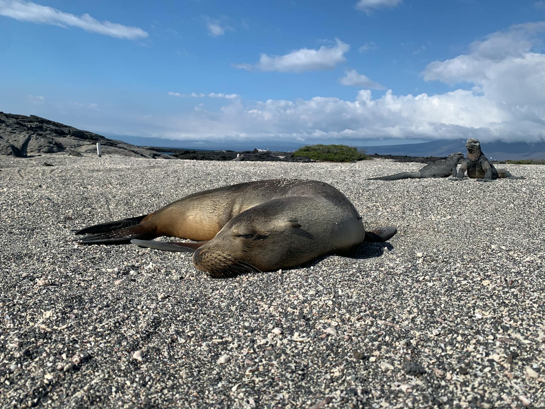 Galápagos, Ecuador — Sea lion resting on a Galapagos beach with iguanas in background, under blue skies.