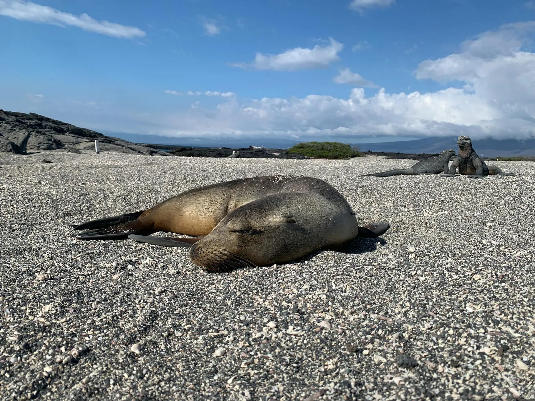 Galápagos, Ecuador — Sea lion resting on a Galapagos beach with iguanas in background, under blue skies.