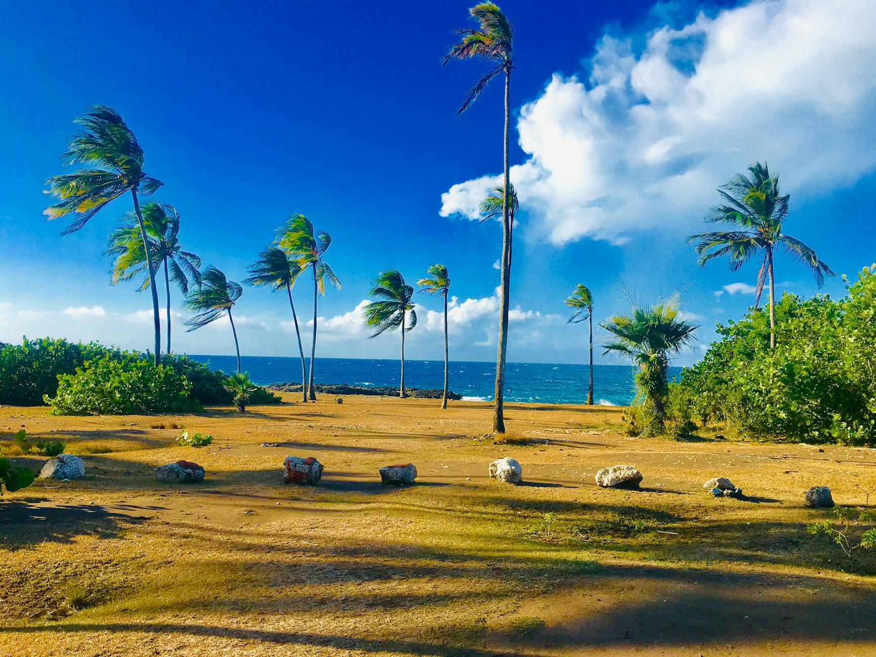 Holguín, Cuba — Vibrant seaside scene with palm trees swaying in the breeze against a bright blue sky in Holguin, Cuba.