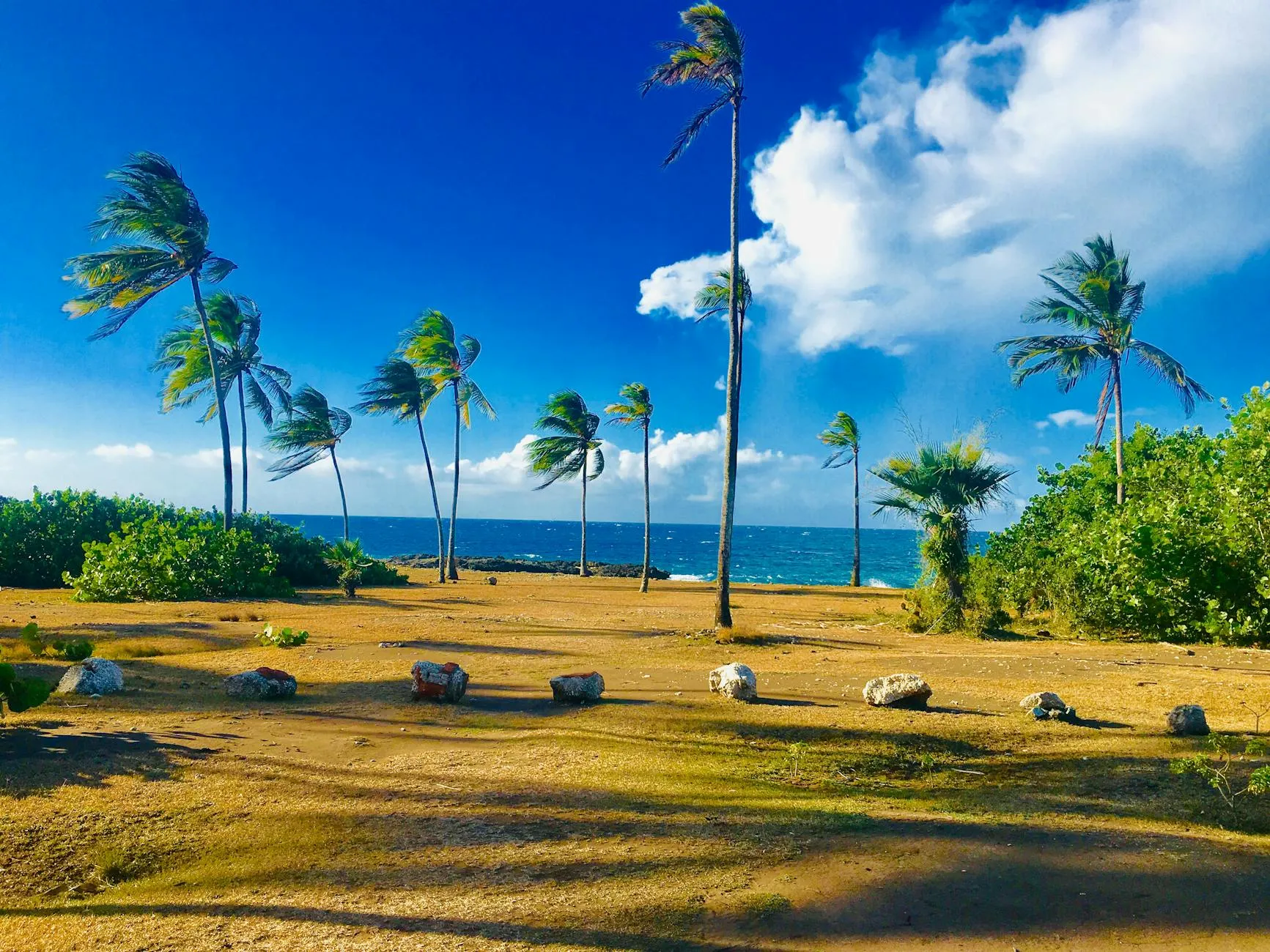 Holguín, Cuba — Vibrant seaside scene with palm trees swaying in the breeze against a bright blue sky in Holguin, Cuba.