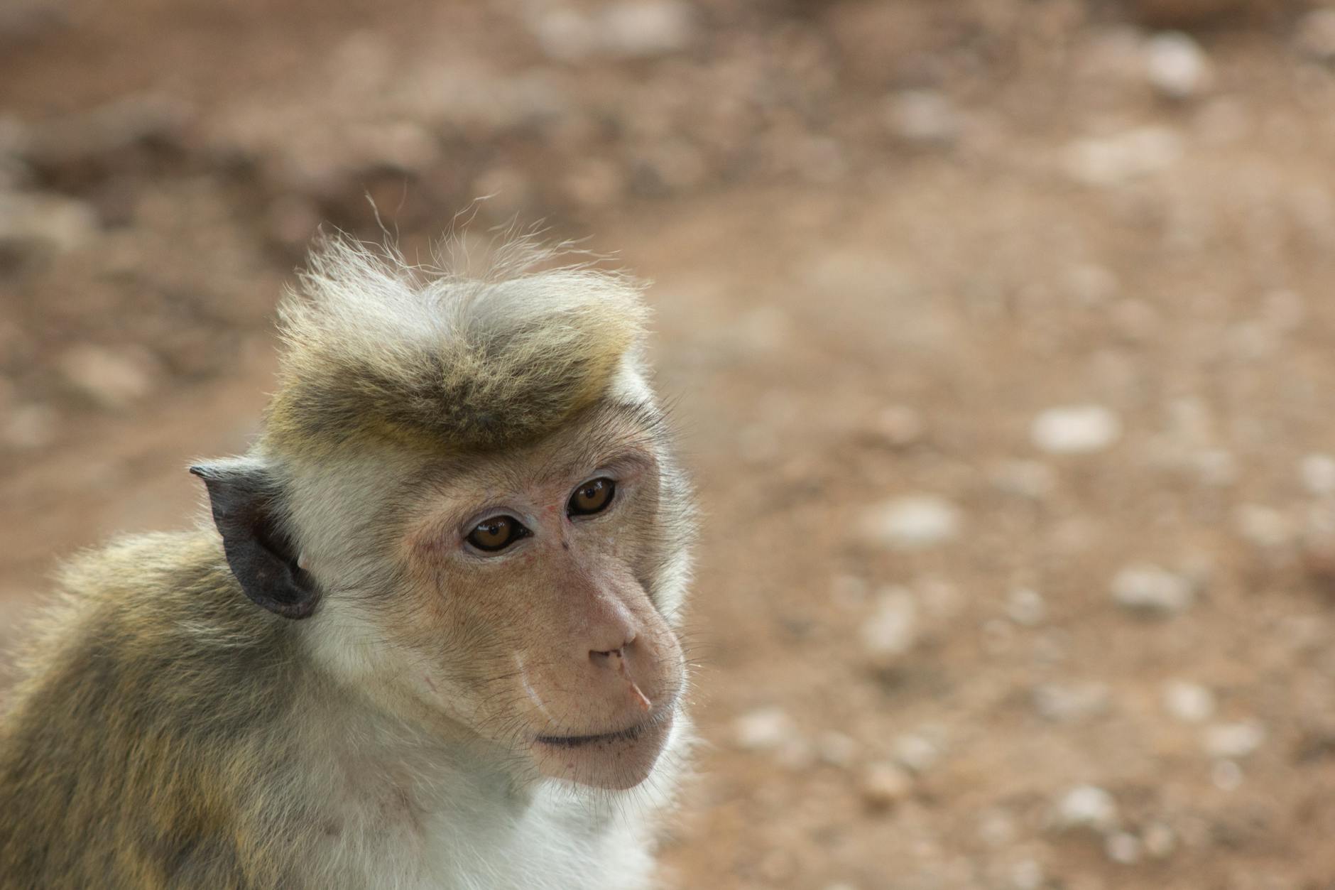 Hambantota, Sri Lanka — Close-up of a Sri Lankan Toque Macaque (Macaca sinica) in Yala National Park.