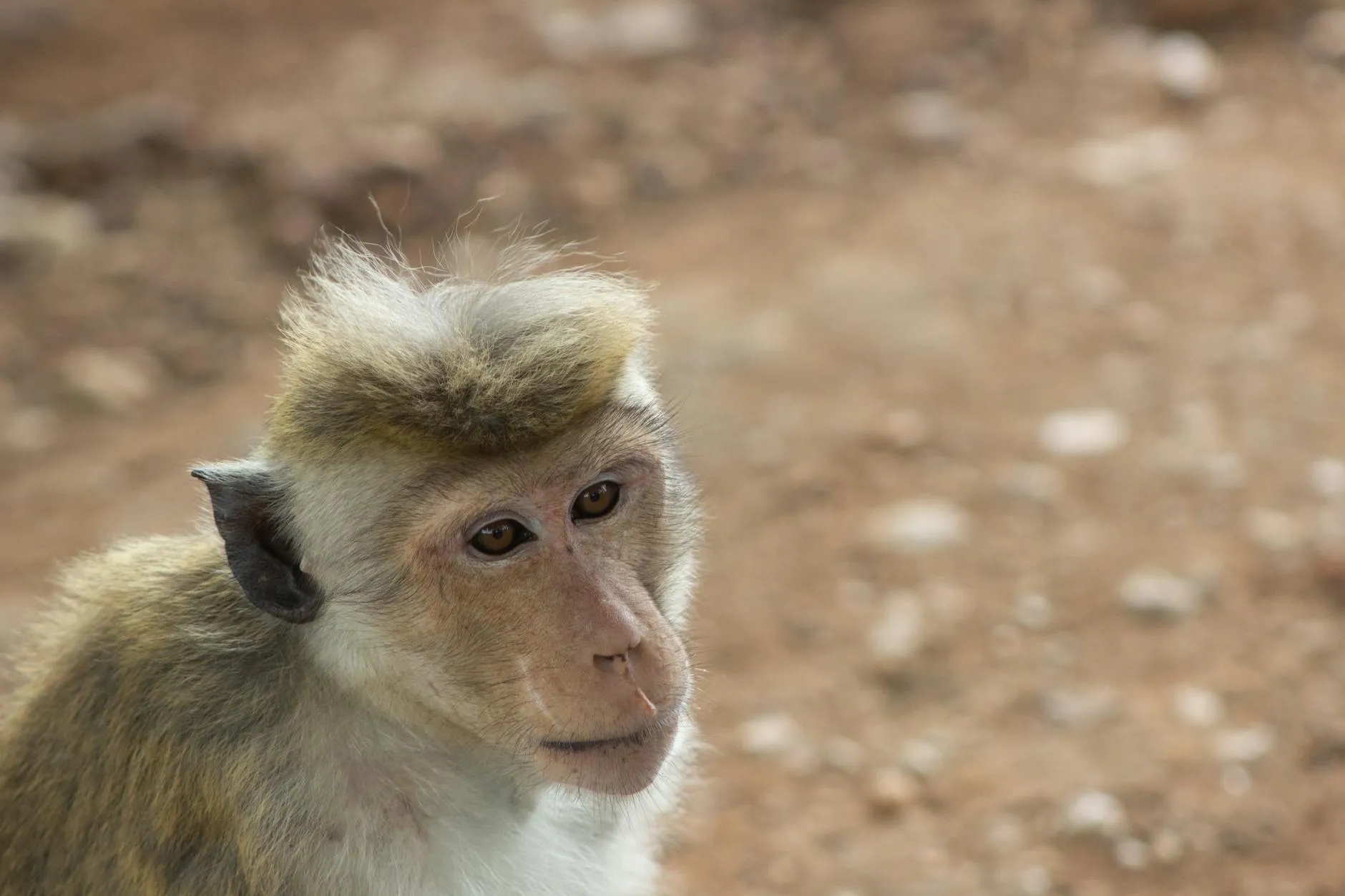 Hambantota, Sri Lanka — Close-up of a Sri Lankan Toque Macaque (Macaca sinica) in Yala National Park.