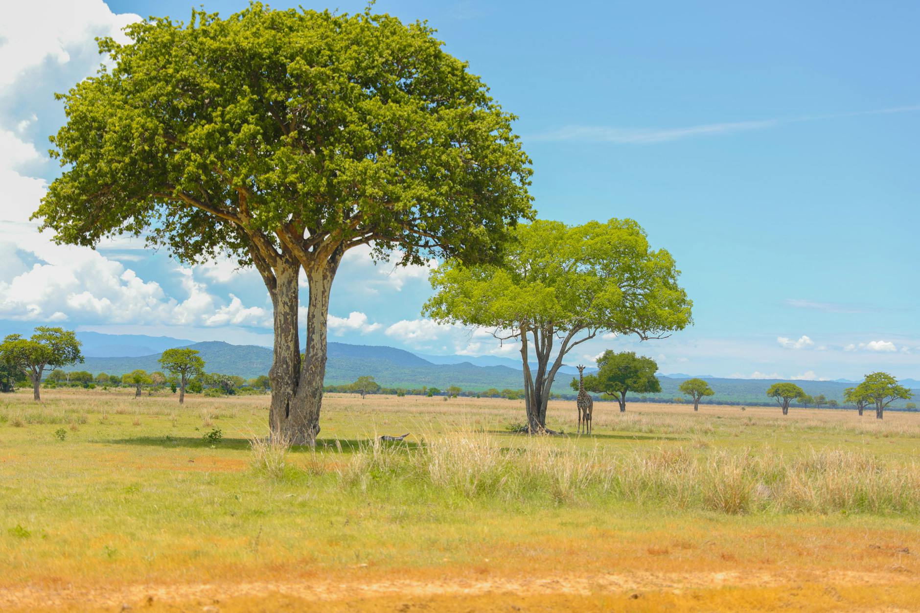 Sahel savanna landscape