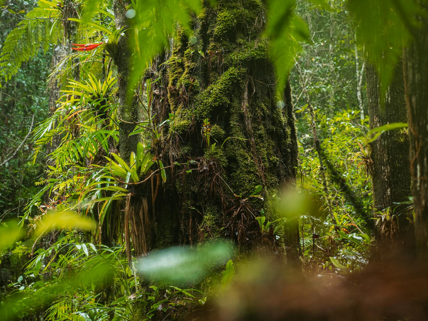 Equatorial Central African rainforest
