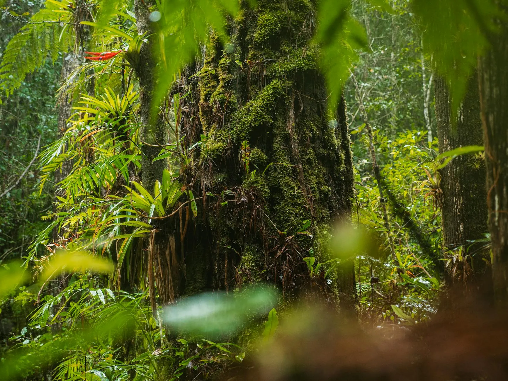 Equatorial Central African rainforest