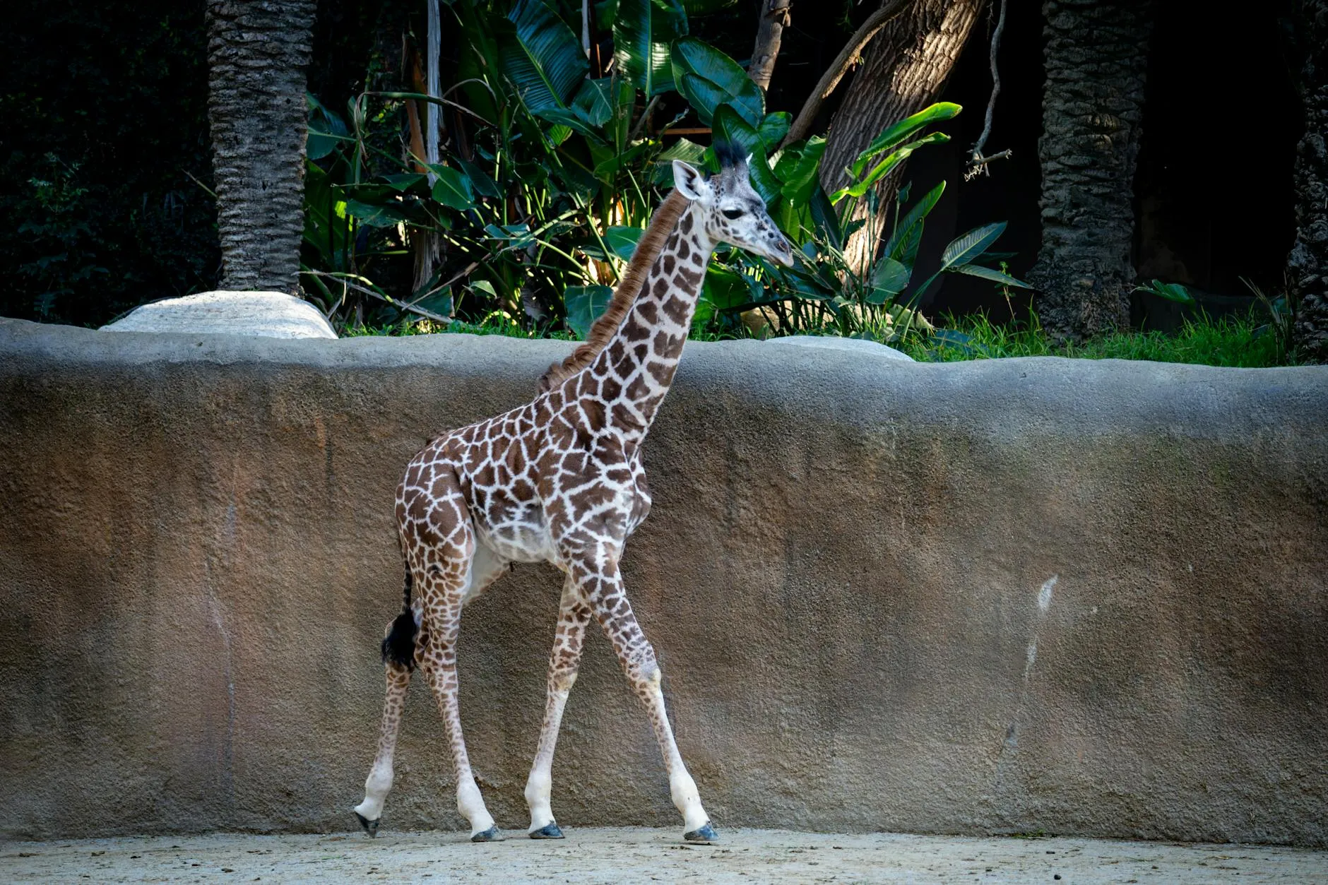 A young giraffe walking gracefully in its enclosure at the Los Angeles Zoo.