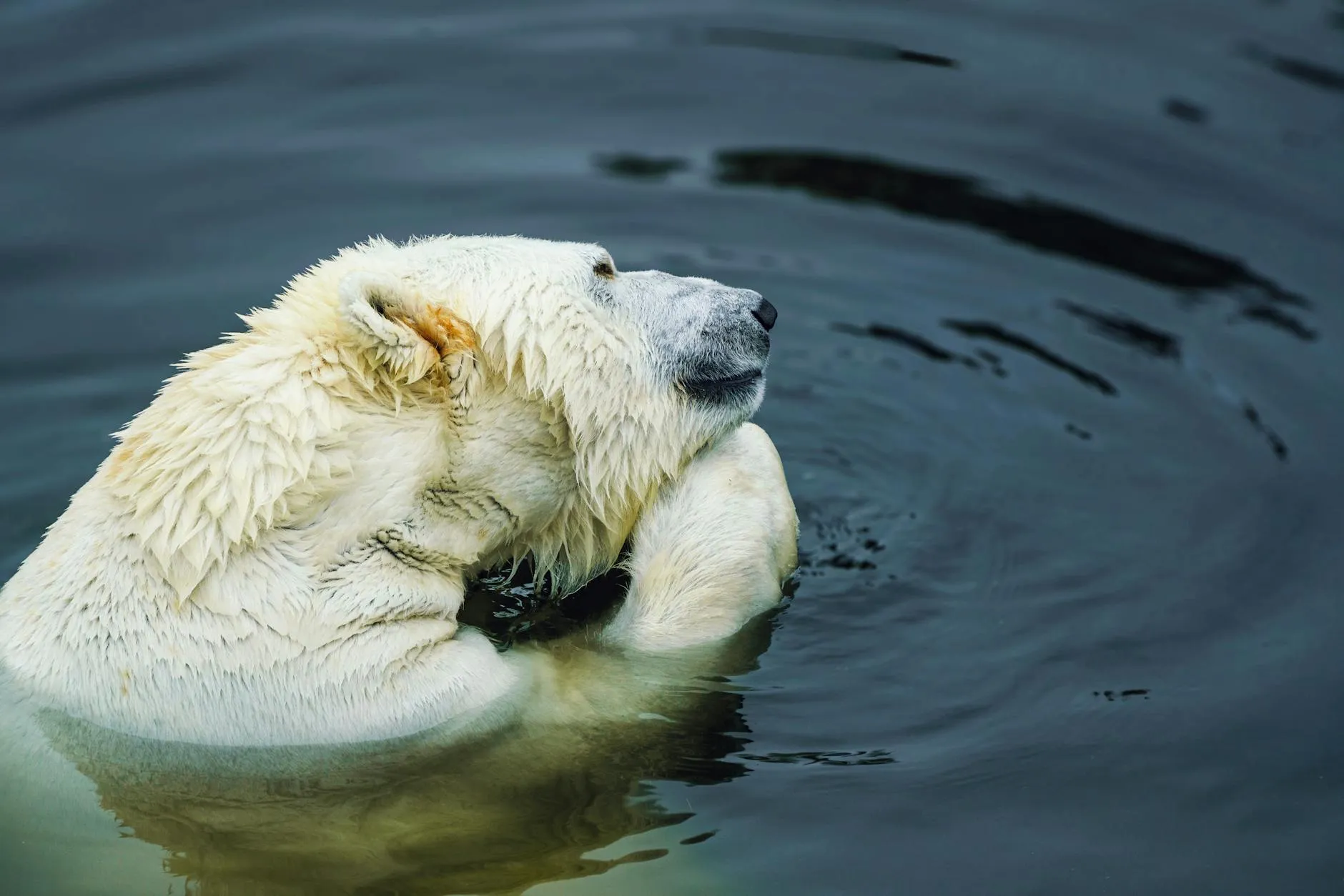 Svalbard Norway — polar bear on Arctic ice (a polar bear peacefully floating in cold, tranquil waters. wildlife photography )