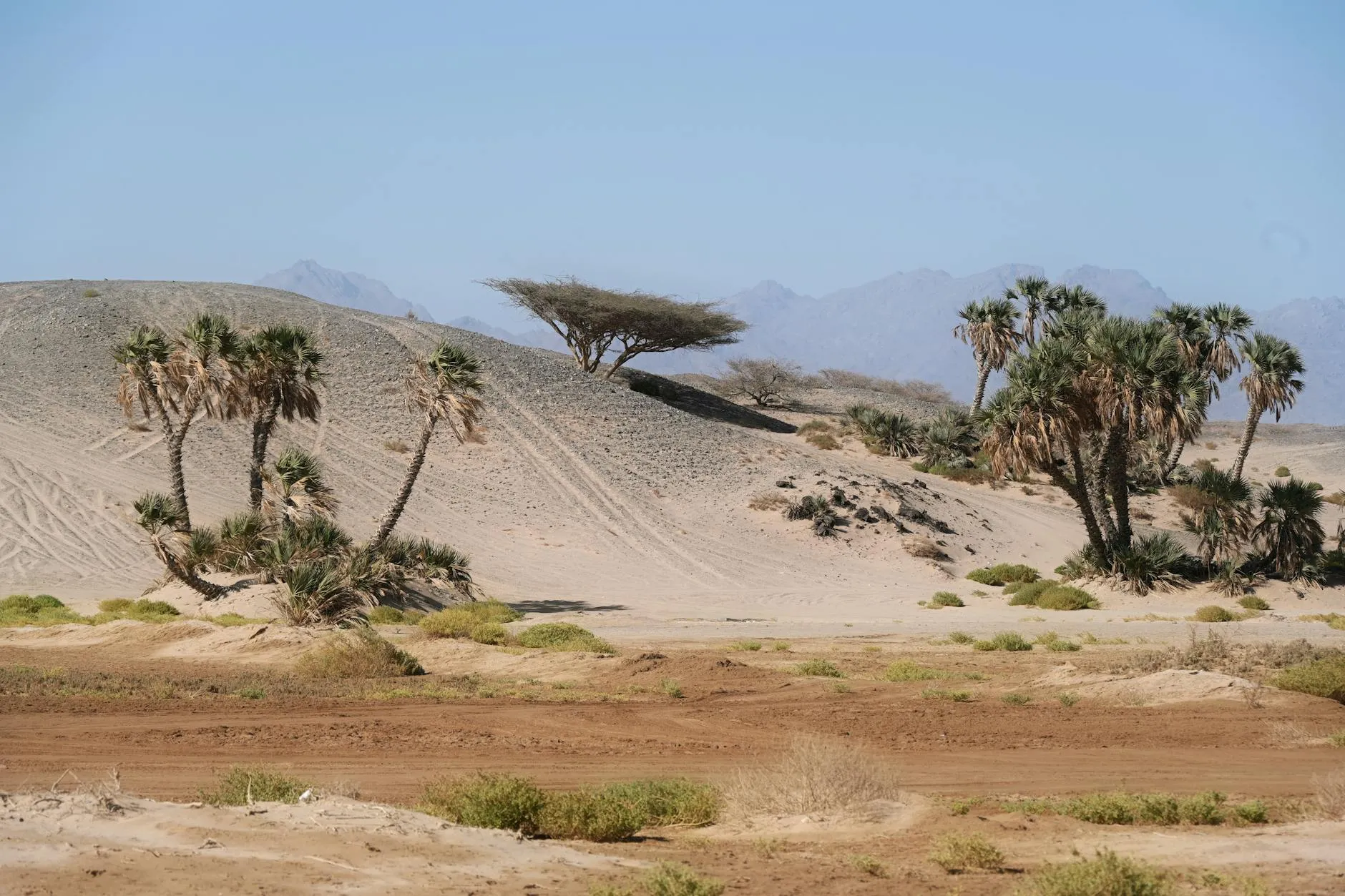 Prince Mohammad bin Abdulaziz International Airport (MED) — Arid desert scene with palm trees and mountains in Tabuk, Saudi Arabia.