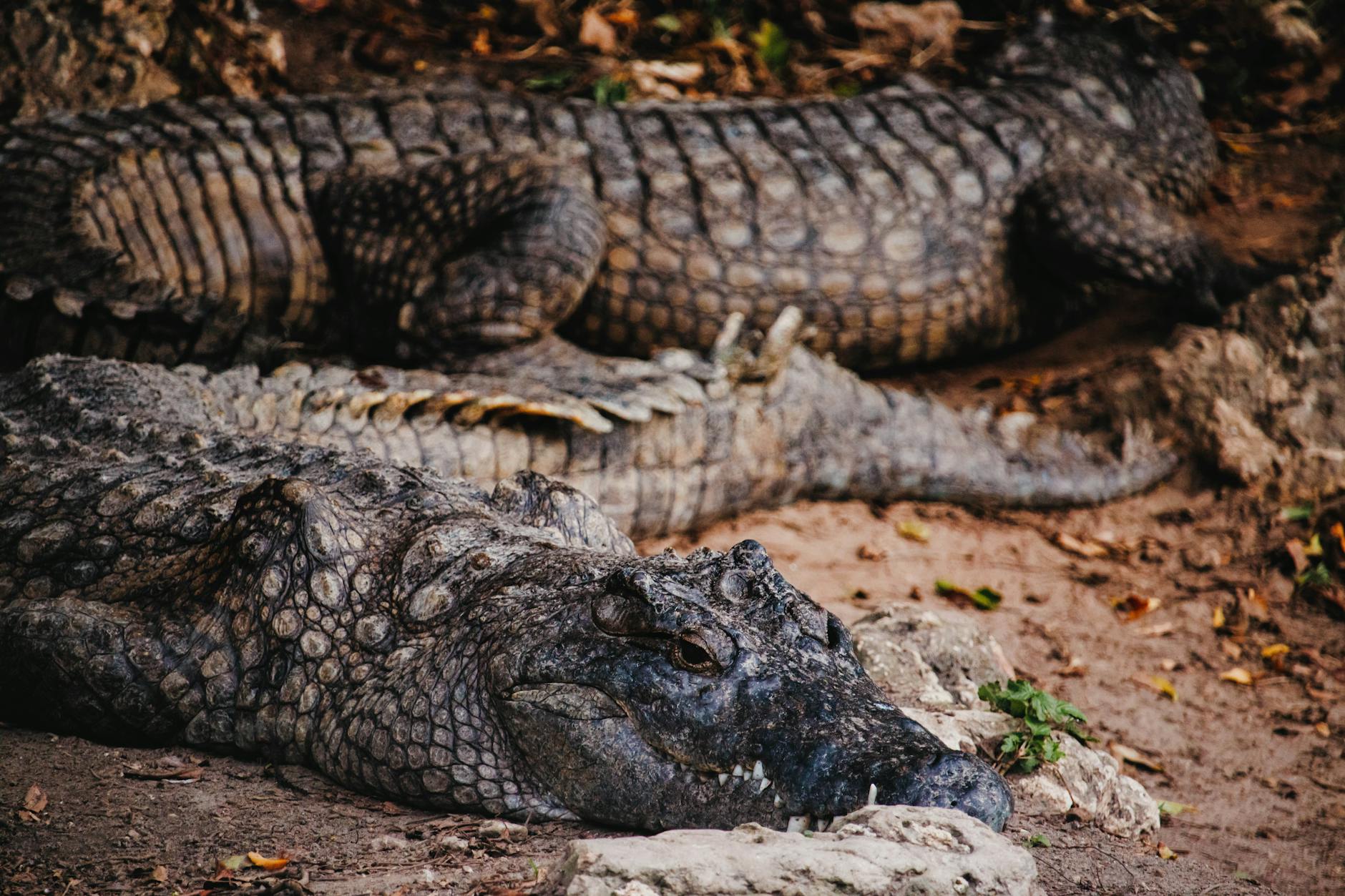 Two Nile crocodiles resting on natural ground in Mombasa, Kenya, showcasing their textured scales and primal presence.