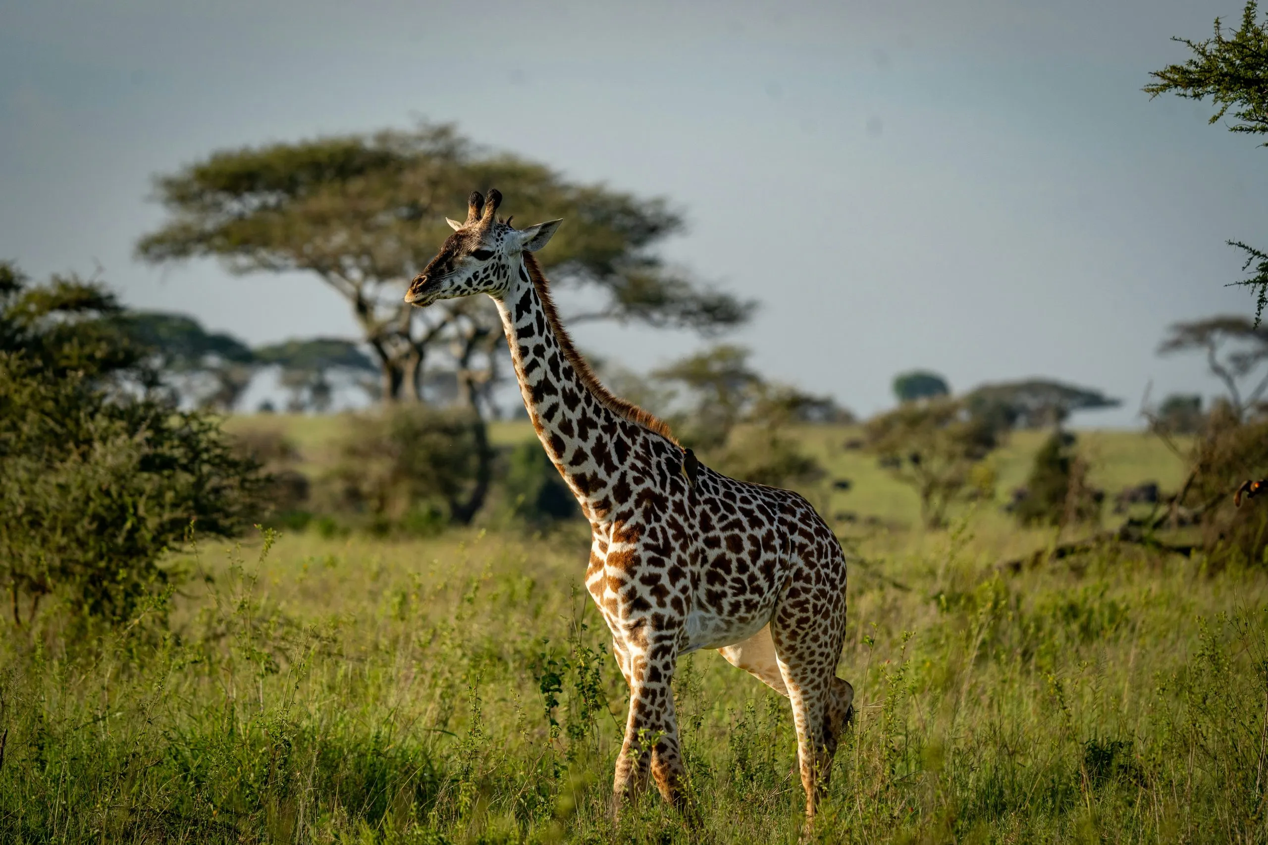 Angola — nature & landscape