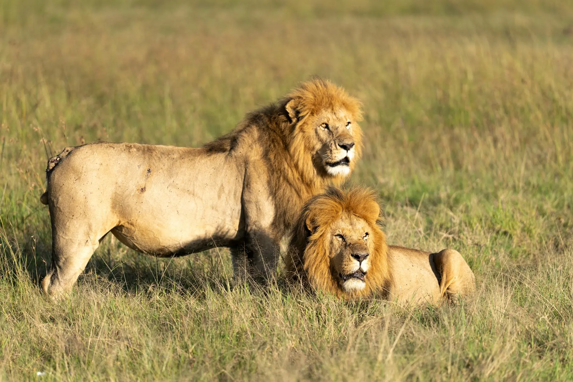 Kenya — Nairobi National Park / Maasai Mara wildlife and savanna