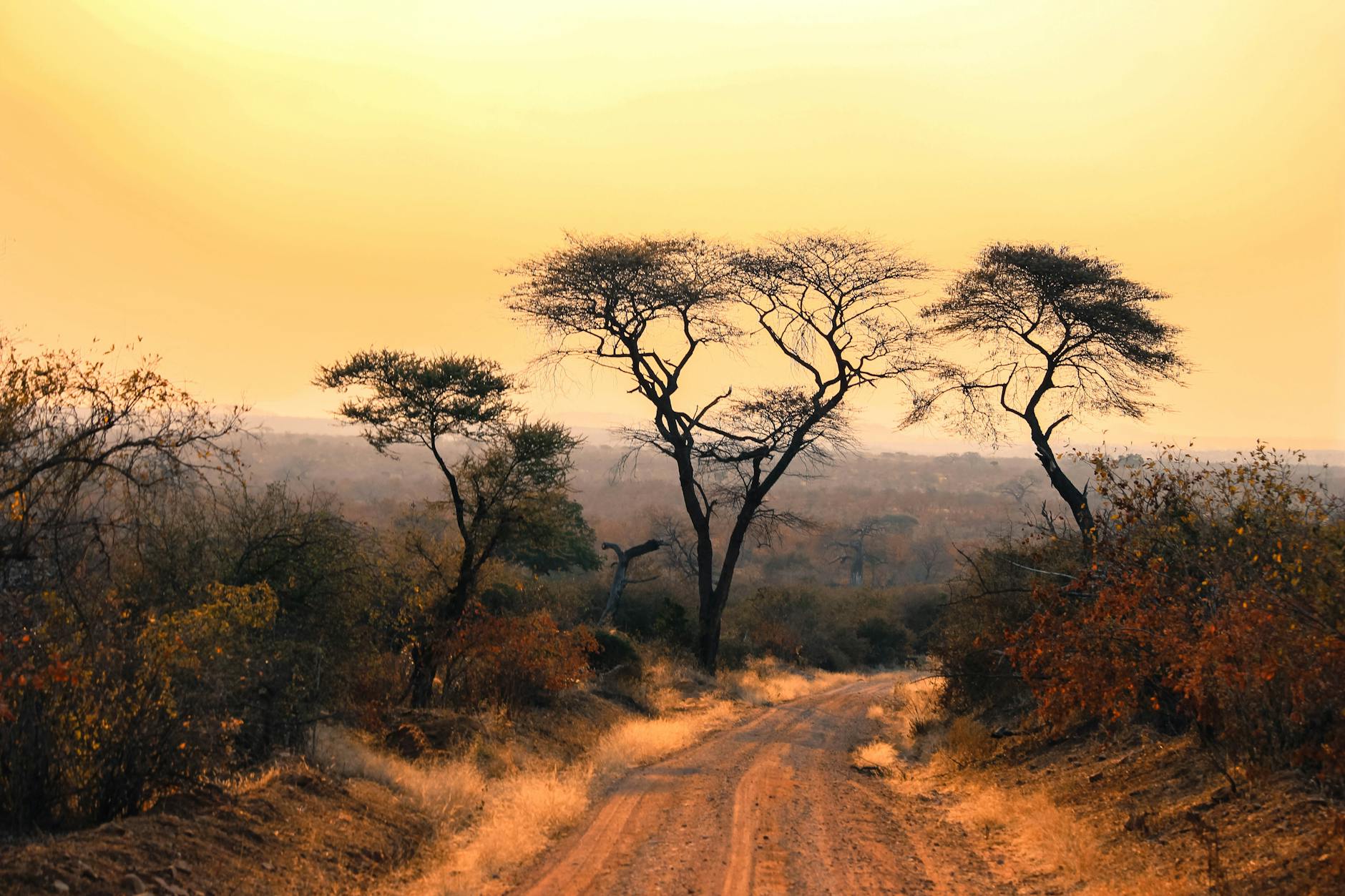 Zambian savanna