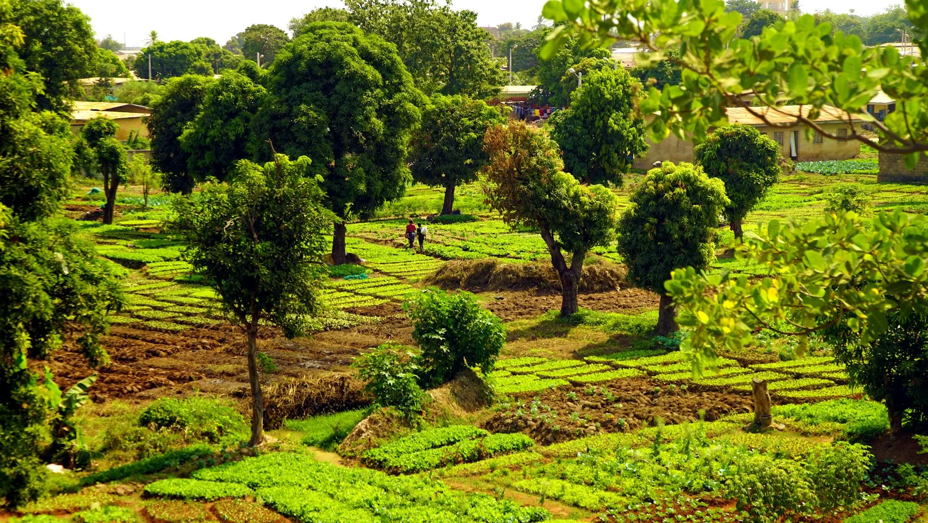 Thomas Sankara International Airport (OUA) — Lush green farmland with trees in Tenkodogo, exhibiting a rural landscape.