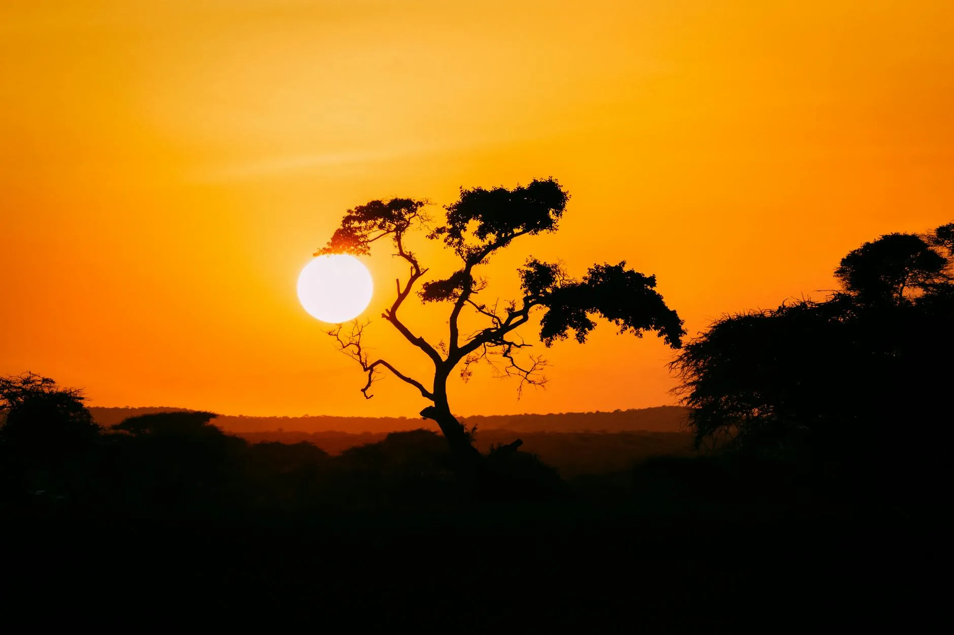 Bissau Guinea-Bissau — West African coast: Beautiful African landscape featuring a silhouetted tree against a stunning orange sunset.