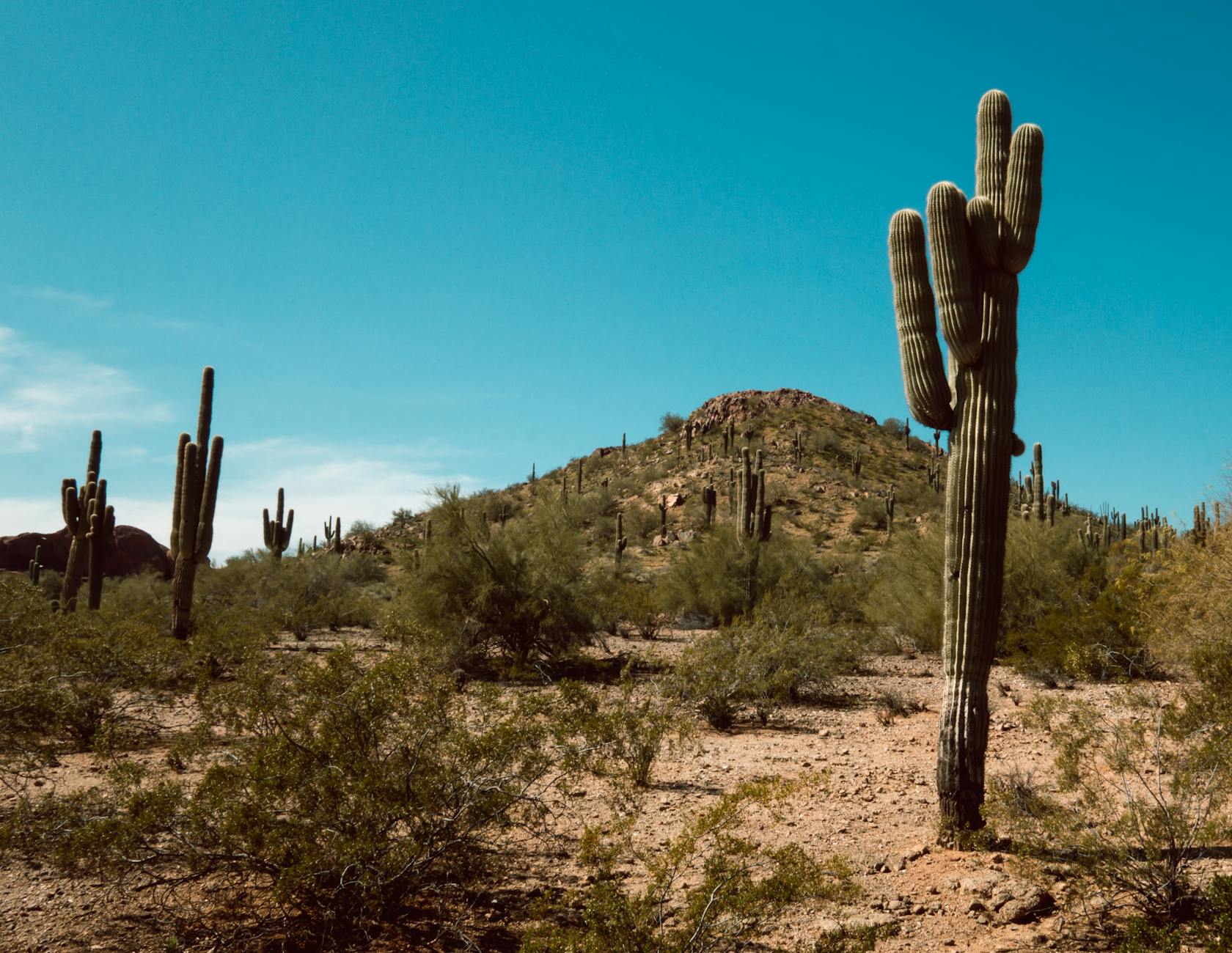Phoenix Sky Harbor International Airport (PHX) — A scenic view of towering saguaro cacti in a desert landscape in Arizona, USA.