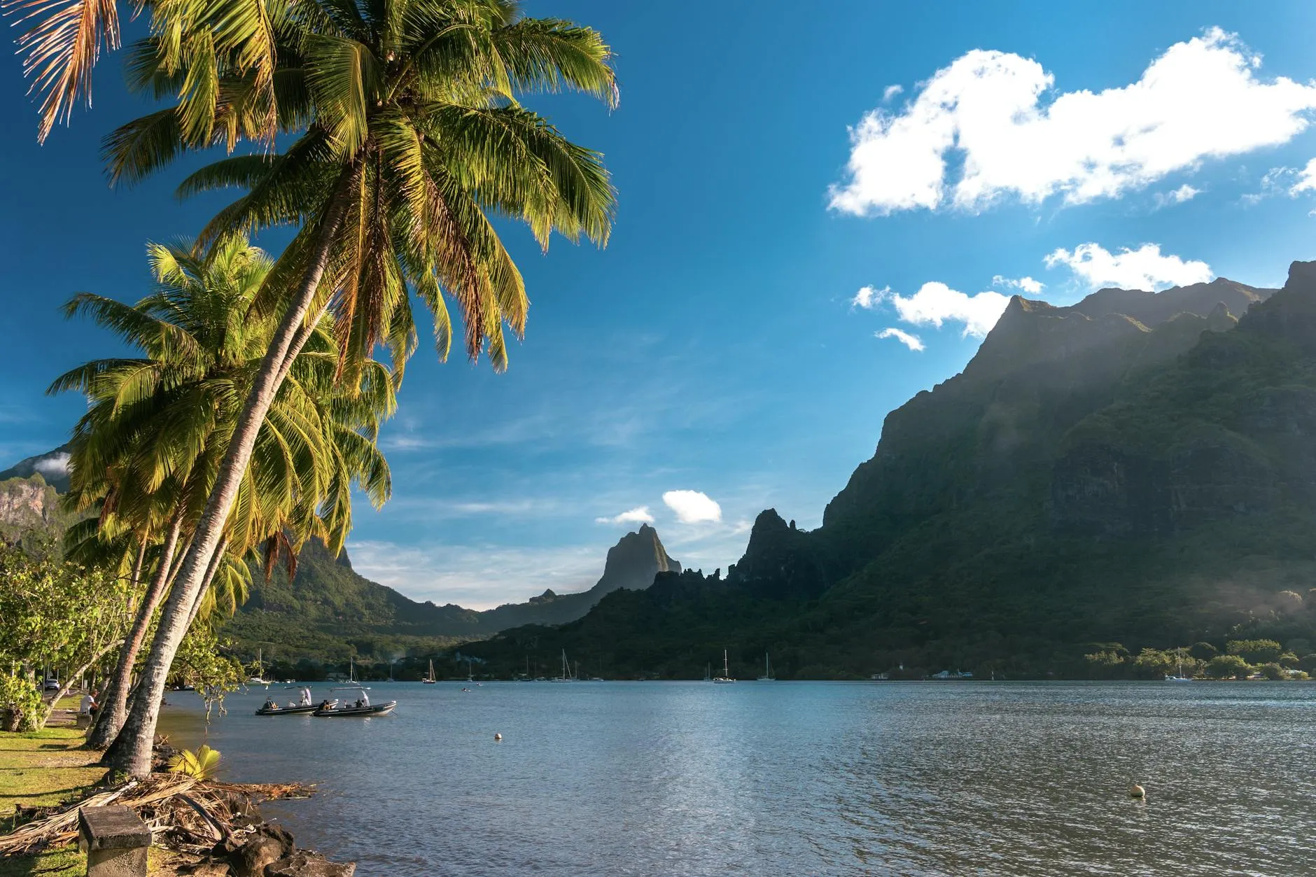 Tahiti, French Polynesia — Breathtaking view of Moorea's lagoon with palm trees and mountain backdrop in French Polynesia.