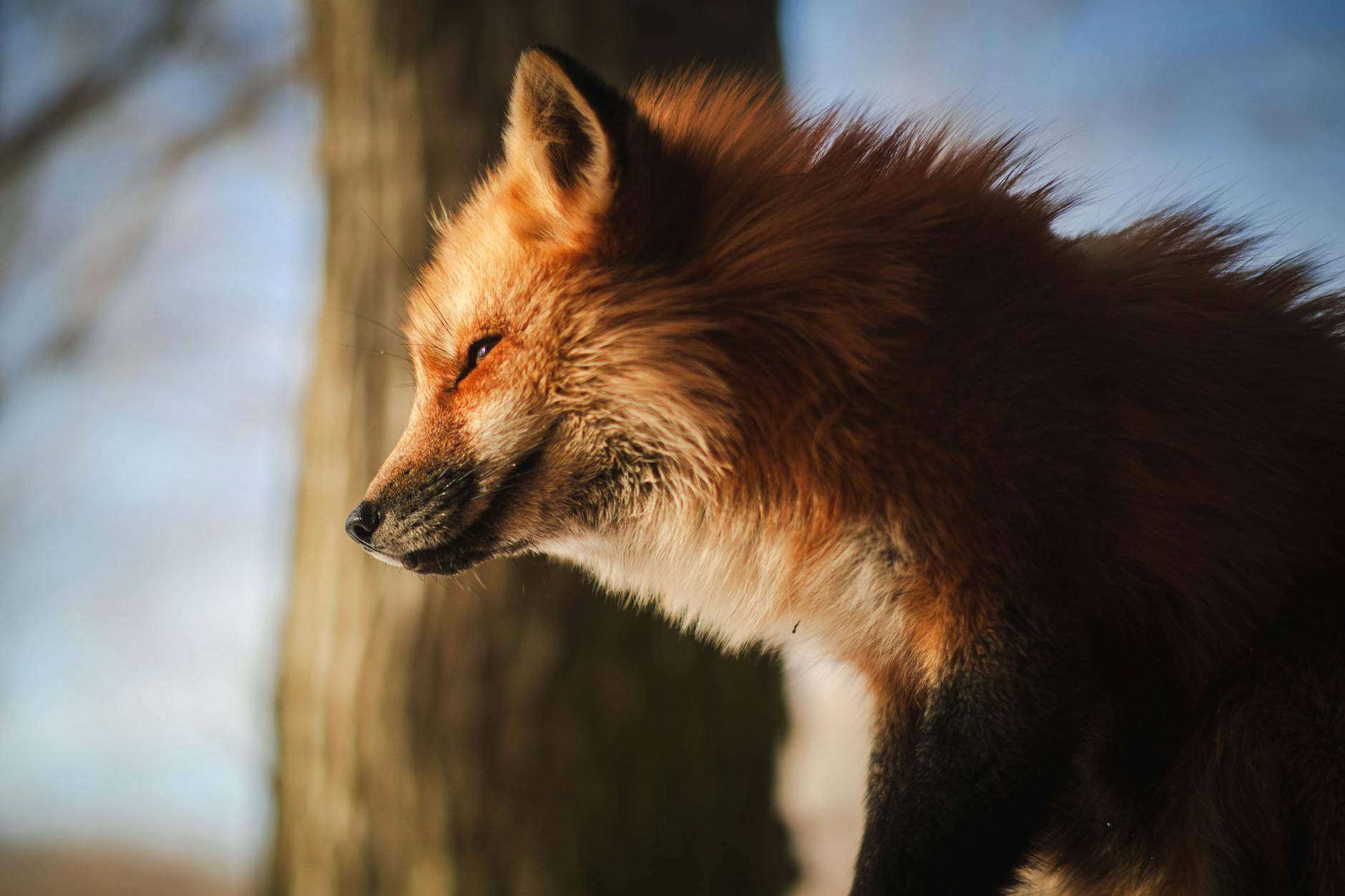 Sendai, Japan — A captivating close-up of a red fox in Shiroishi, Miyagi, Japan, showcasing its striking fur against a natural forest backdrop.