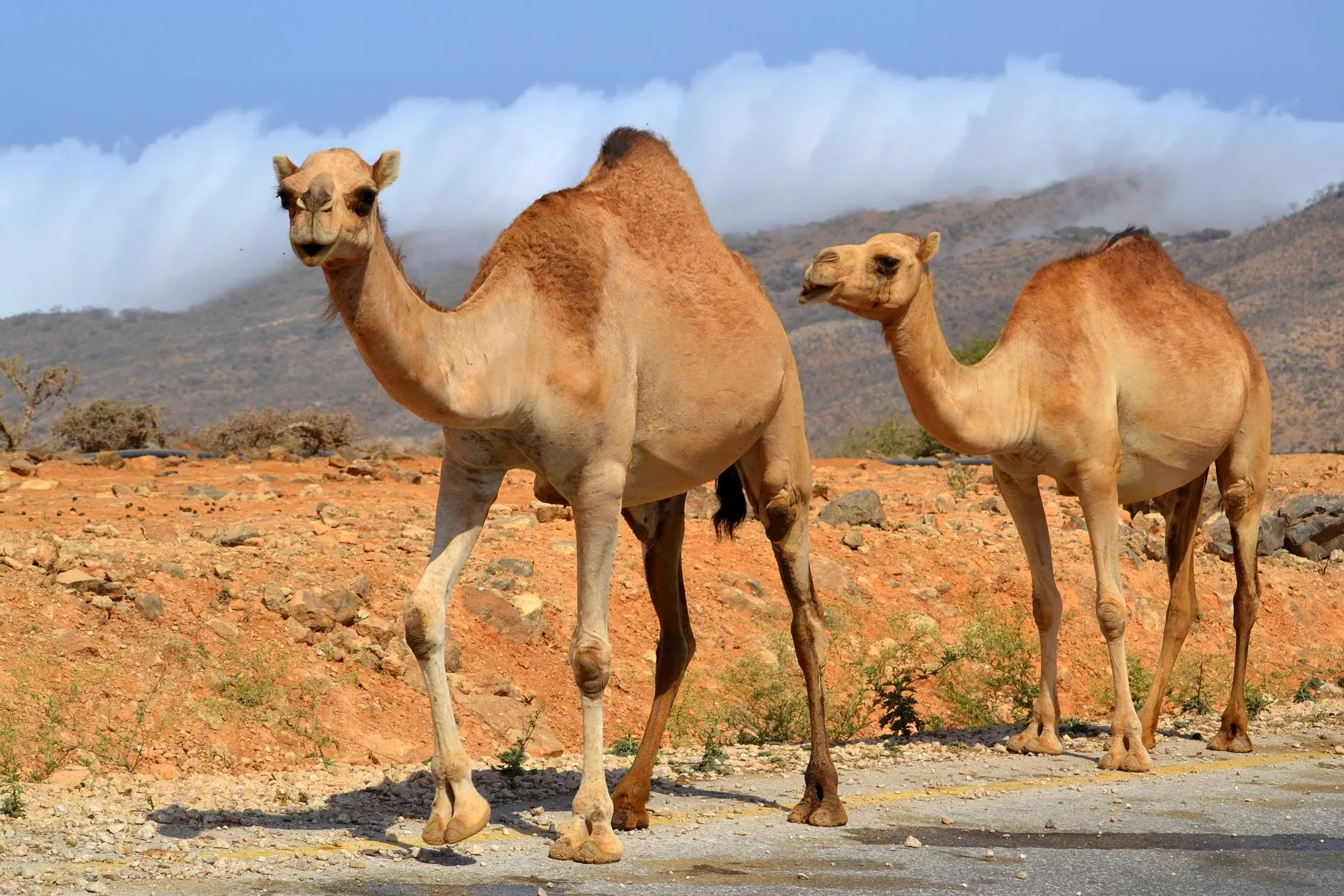 Salalah, Oman — A pair of camels walking in the arid beauty of Salalah's desert, Dhofar, Oman.