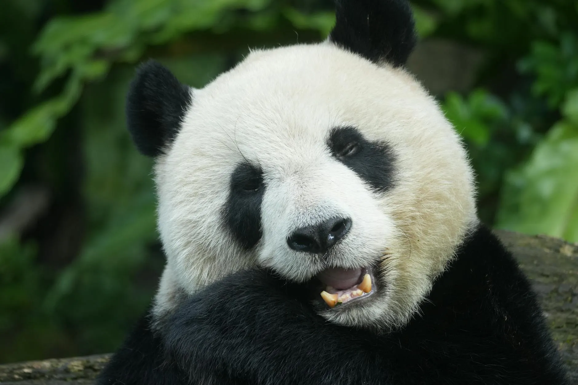 Chengdu Tianfu International Airport (TFU) — Adorable giant panda resting with lush green foliage background.