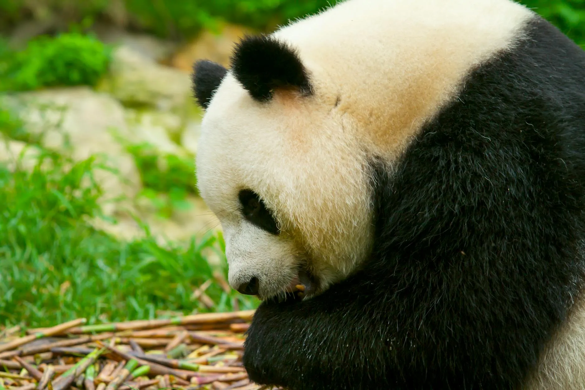 Chengdu China — flight deal hero